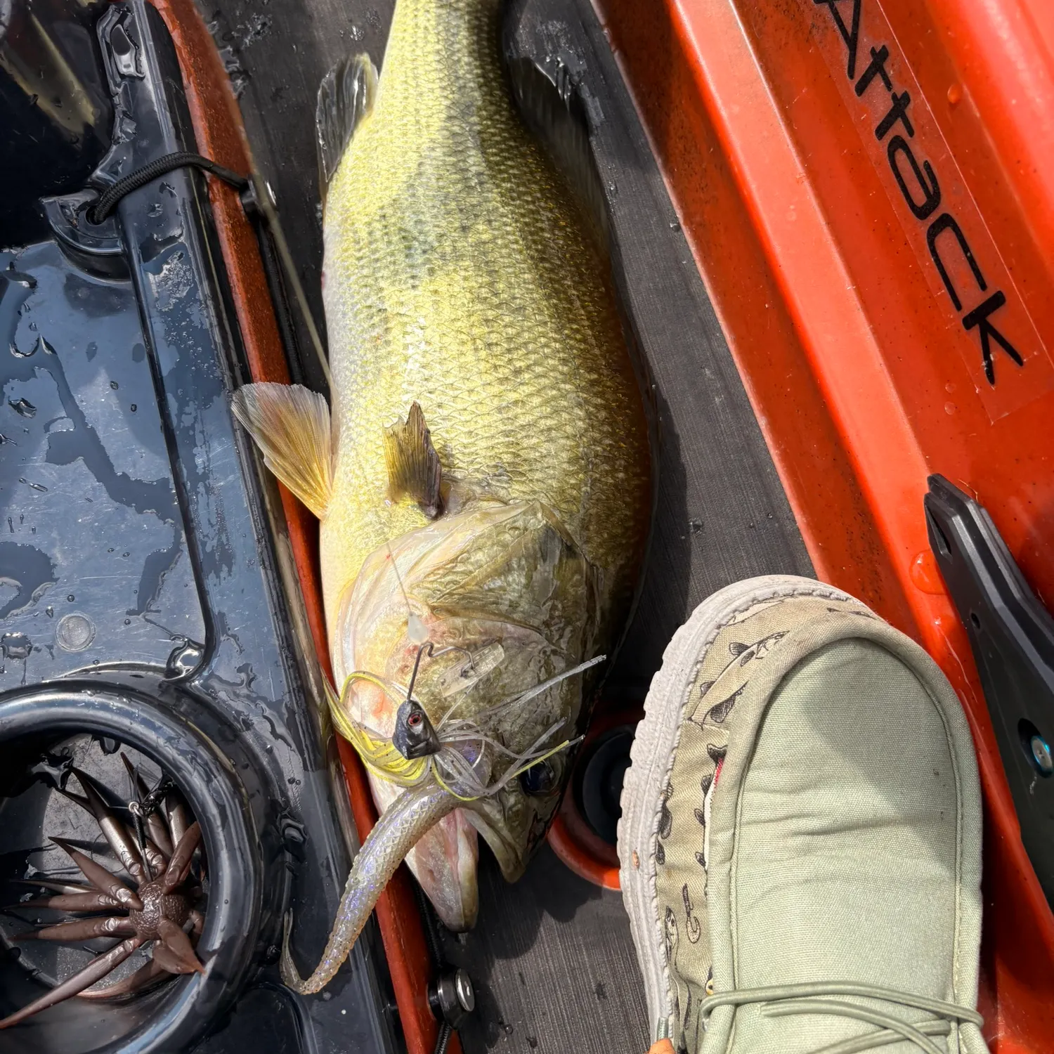 Largemouth bass caught on Fishbrain