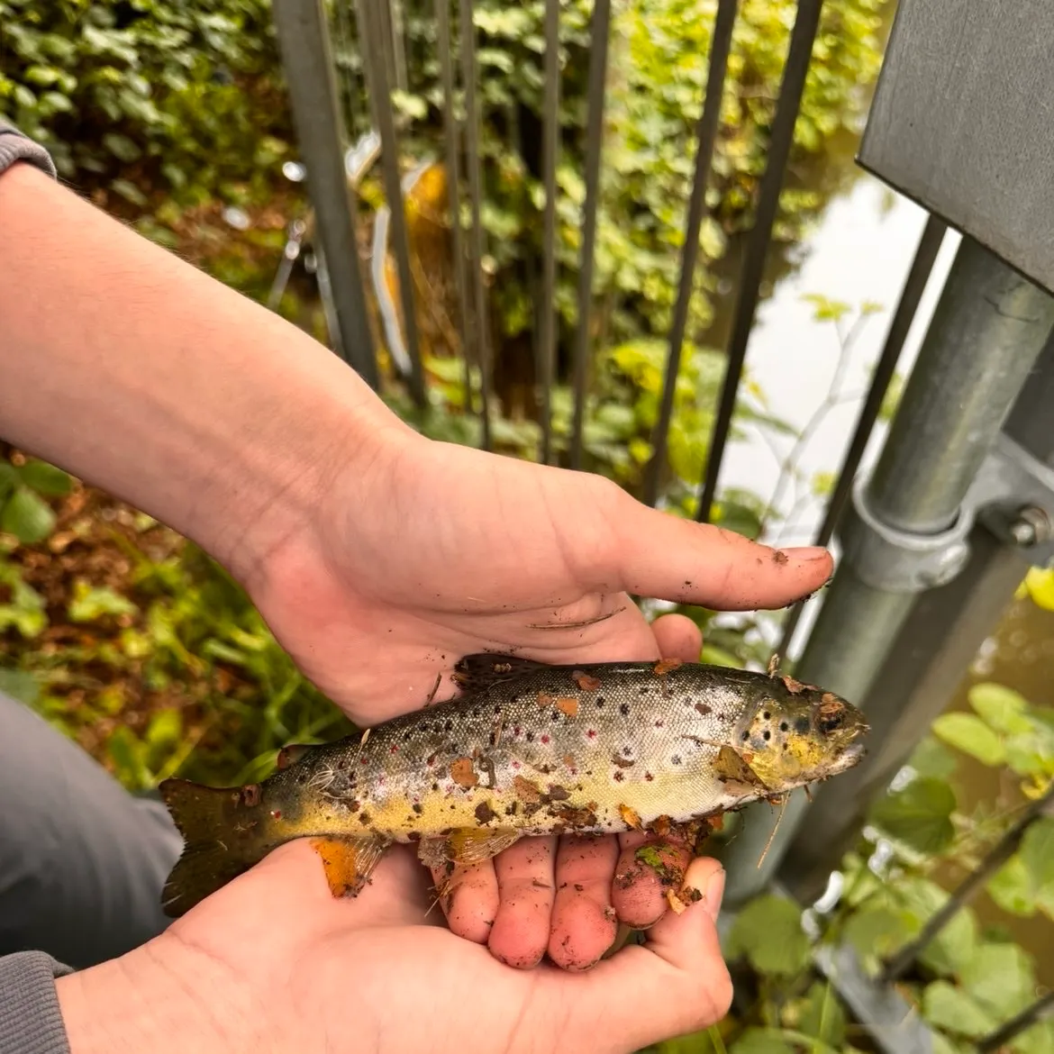 Brown trout caught on Fishbrain