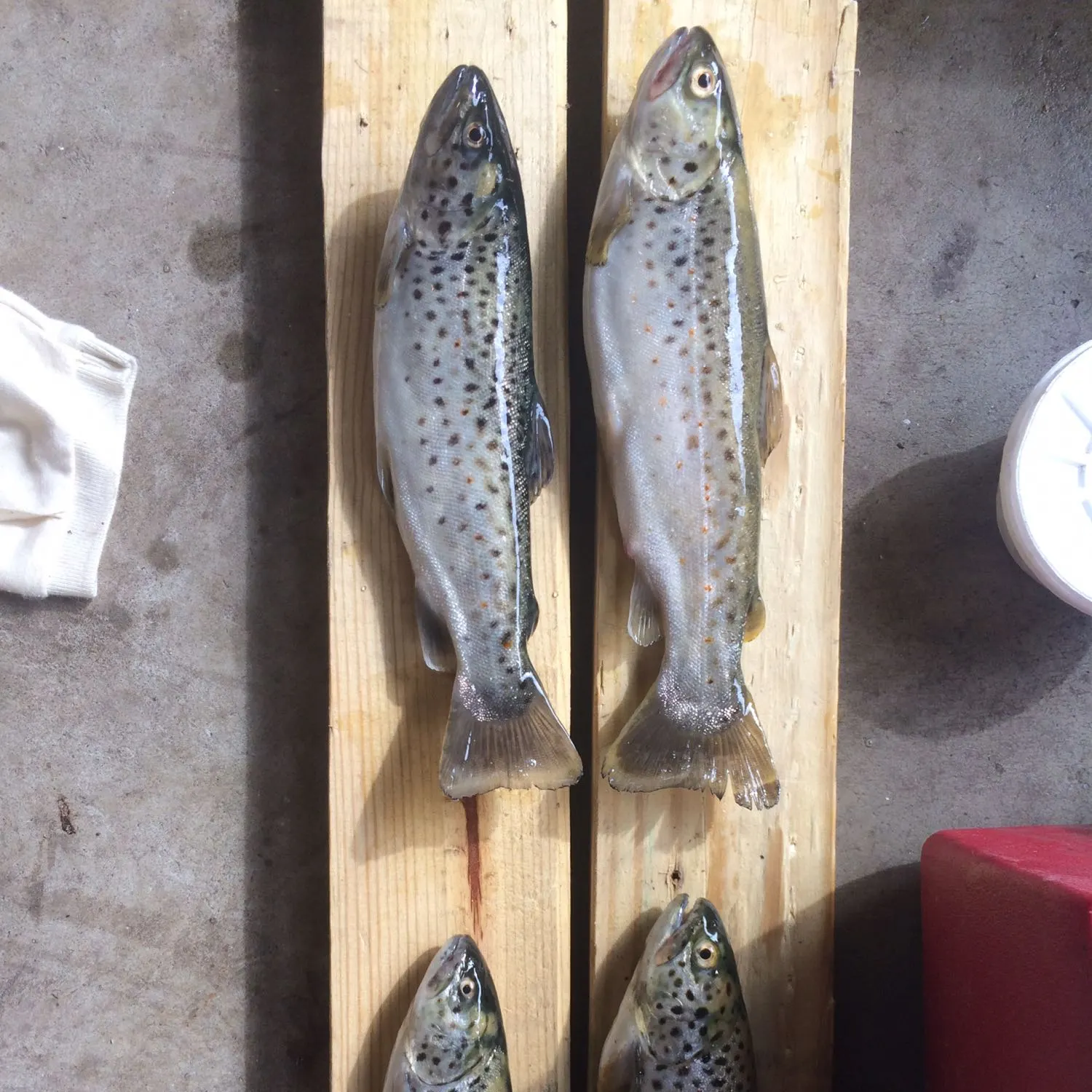 recently logged catches