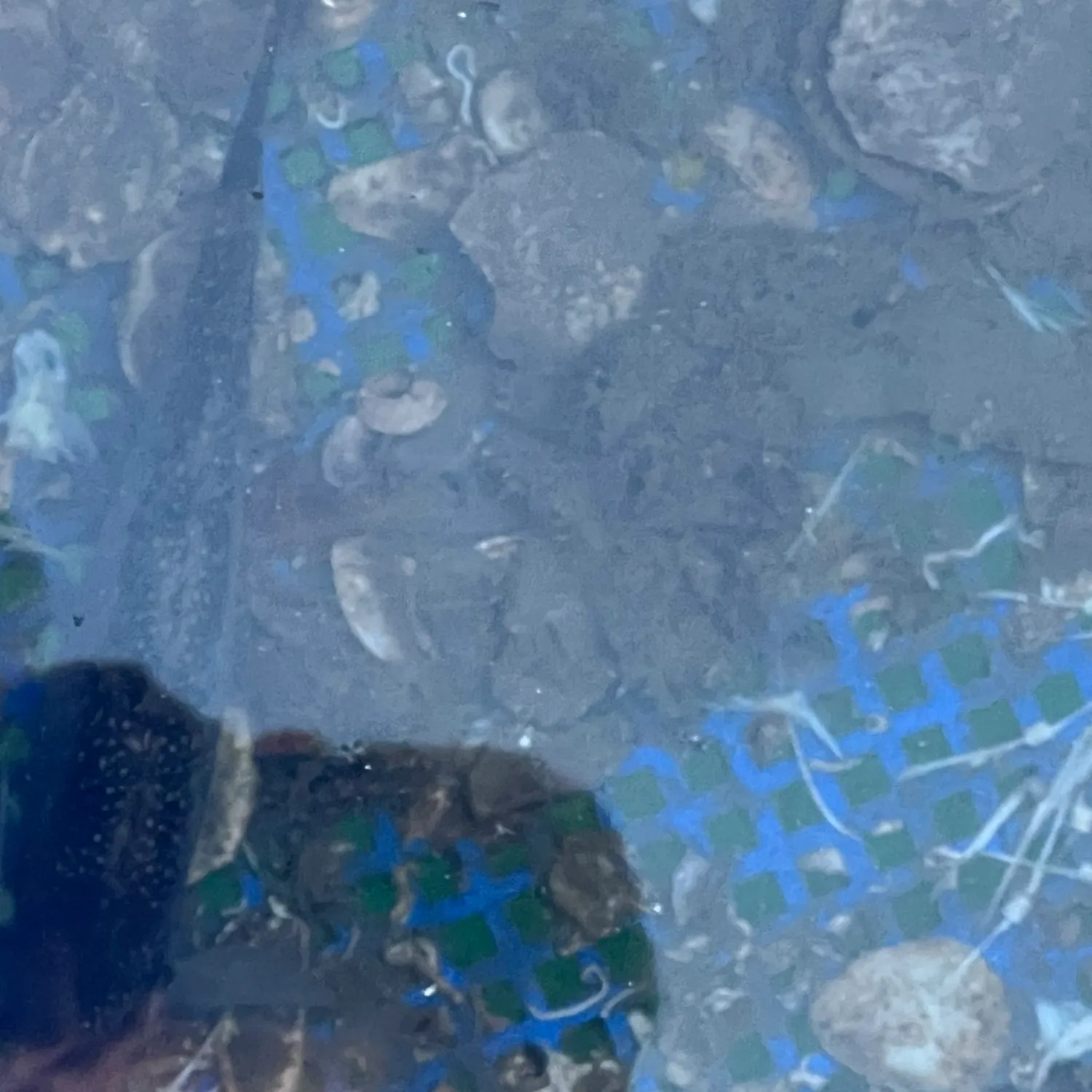 The most recent Mottled spinefoot catches on Fishbrain