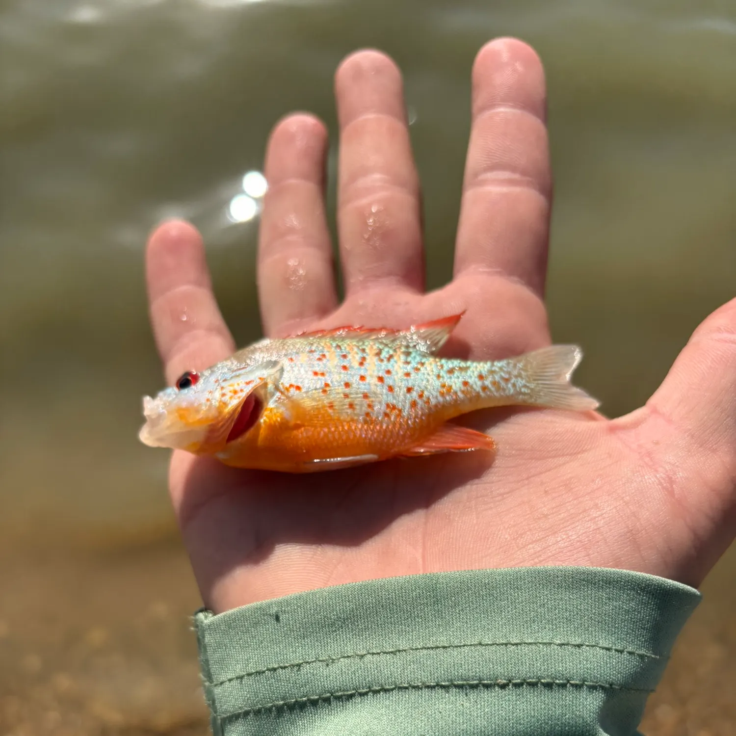 The most recent Orangespotted sunfish catches on Fishbrain