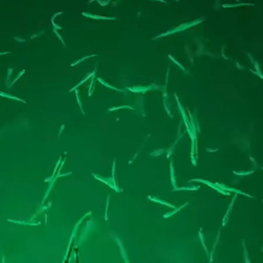 The most recent American shad catches on Fishbrain