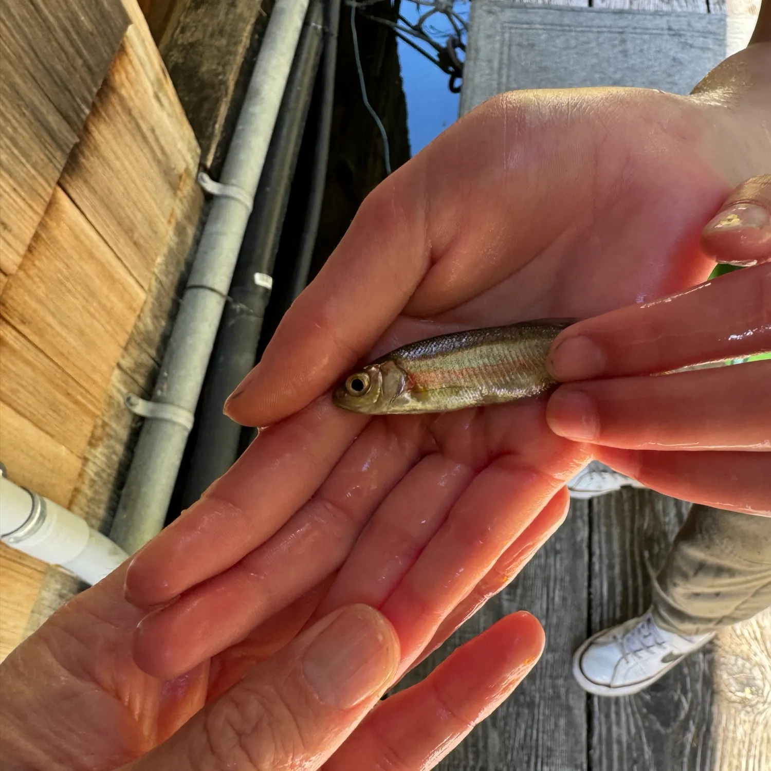 Rainbow trout caught on Fishbrain
