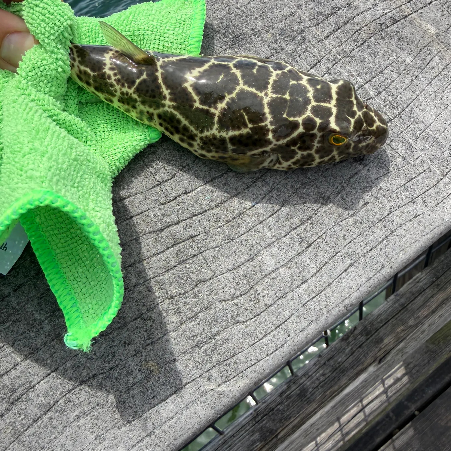 The most recent Checkered puffer catches on Fishbrain