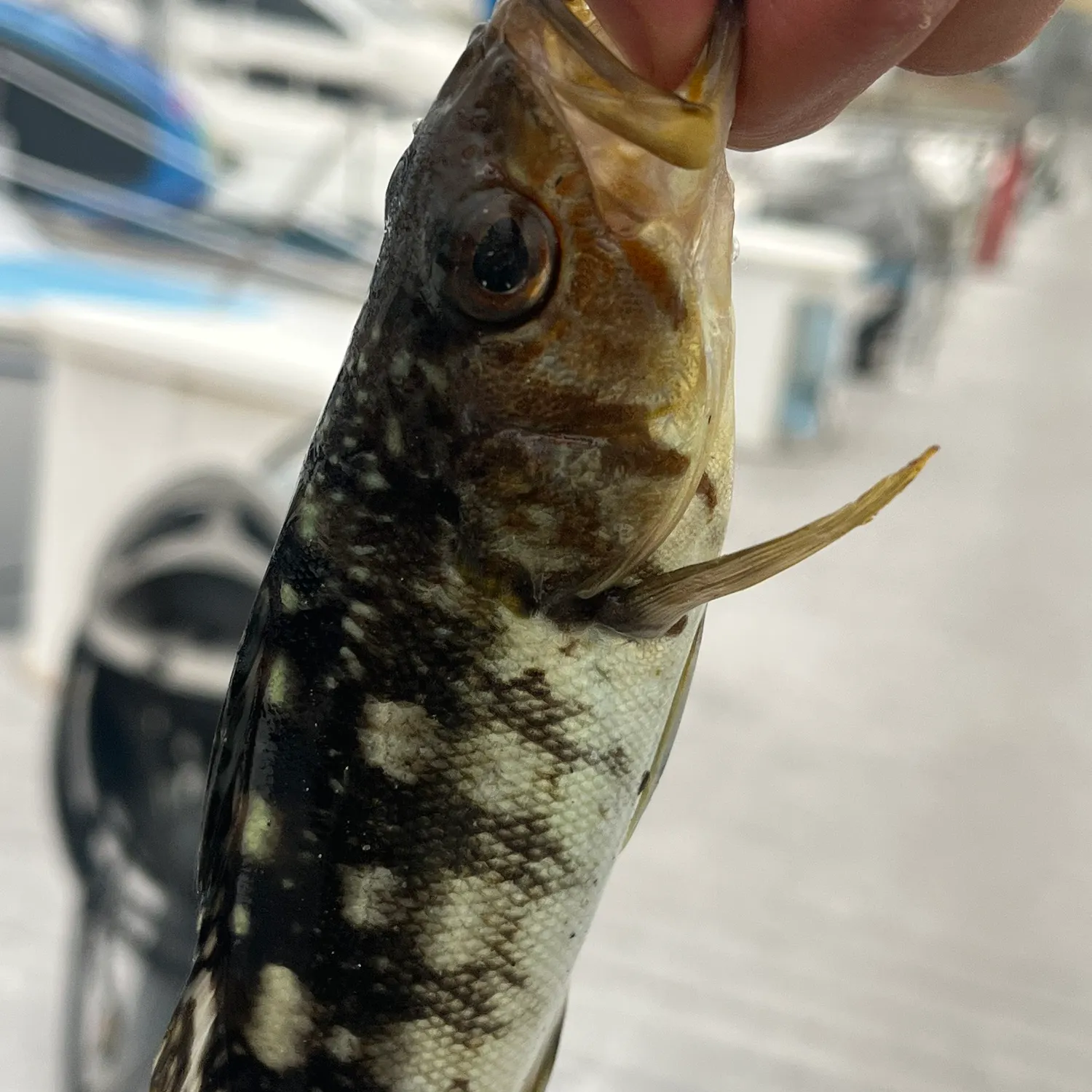 catch
