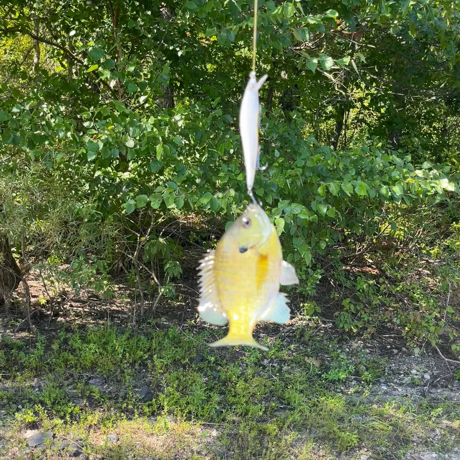 Bluegill caught on Fishbrain