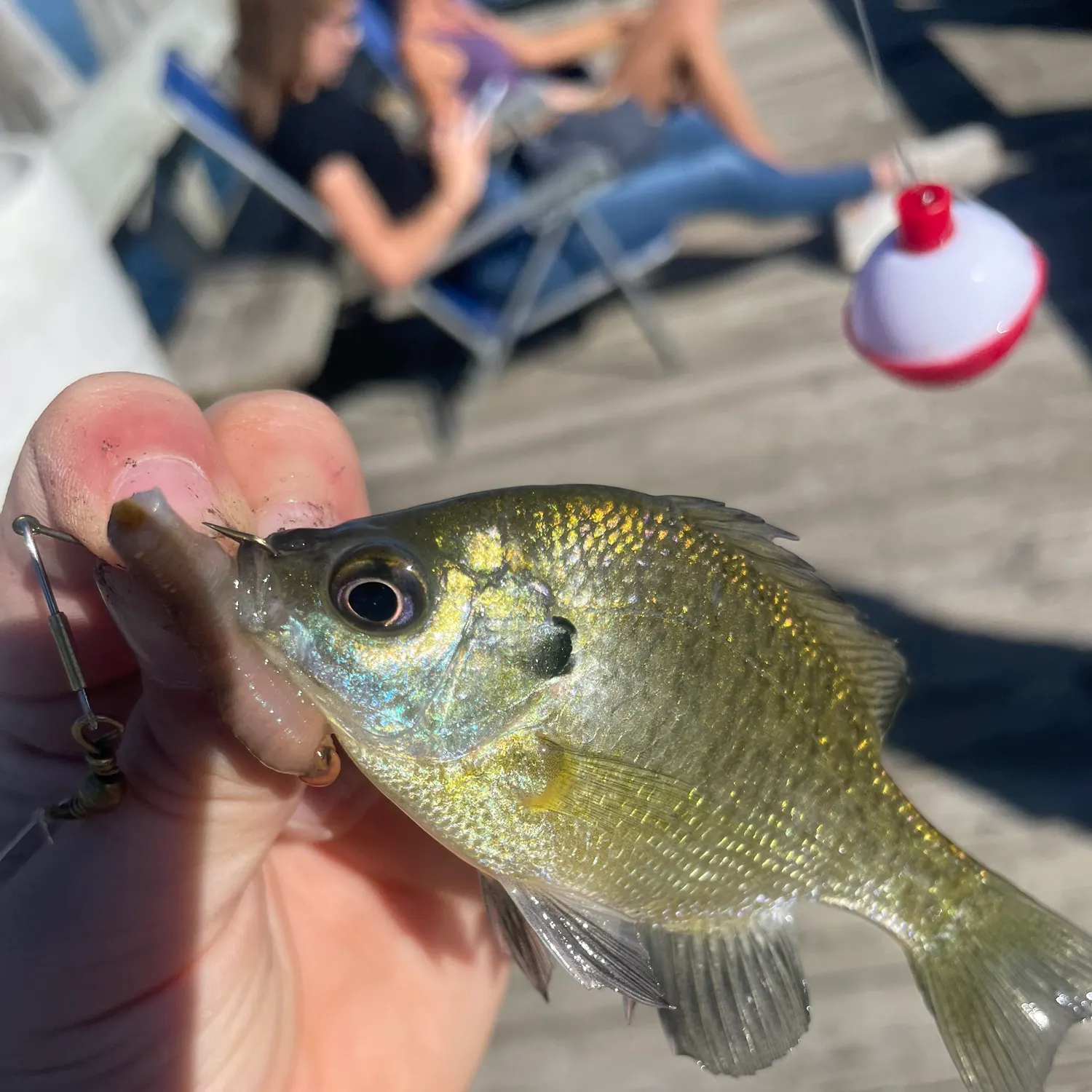 Bluegill caught on Fishbrain