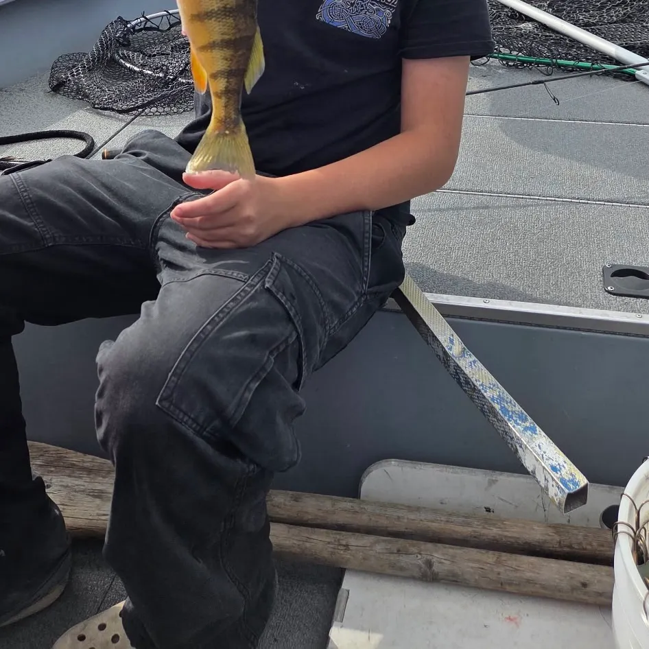 Yellow perch caught on Fishbrain