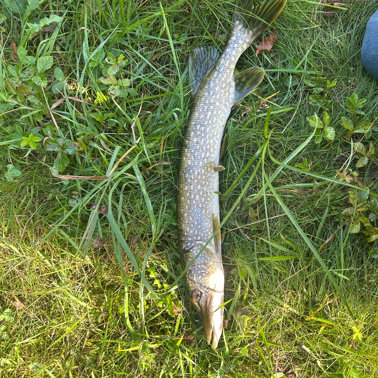 Northern pike caught on Fishbrain