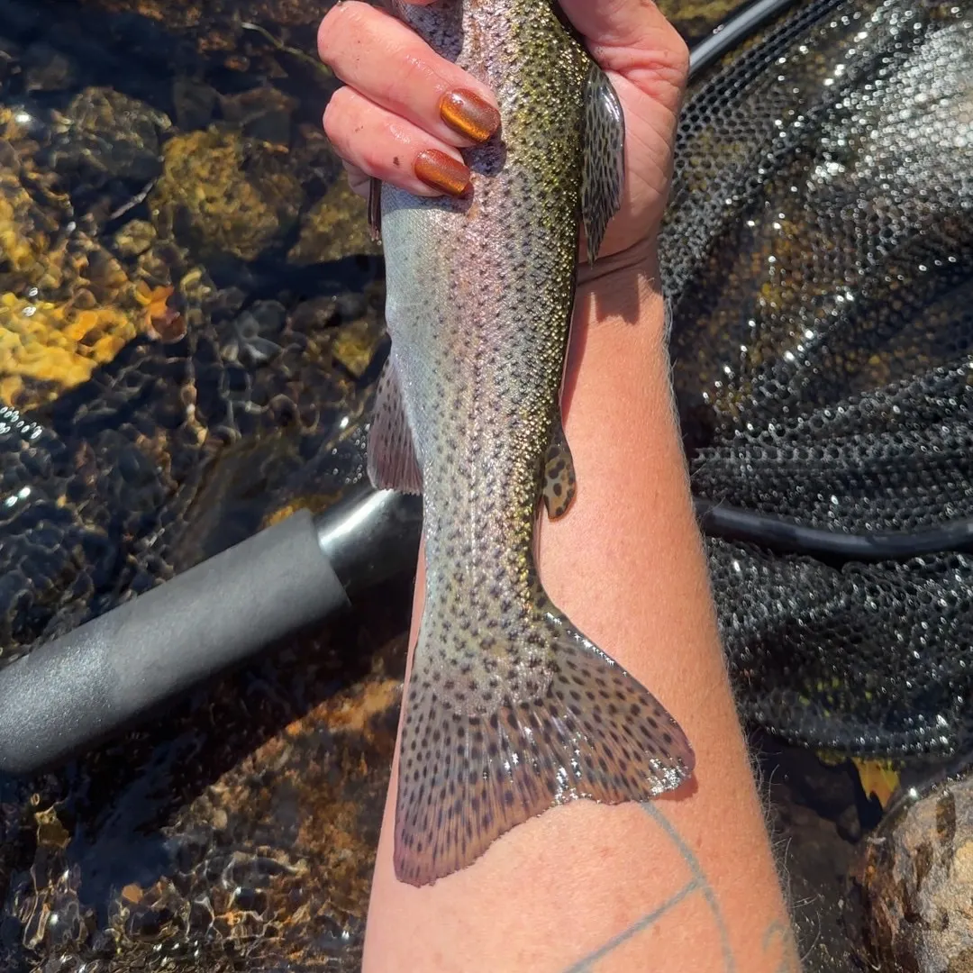 Rainbow trout caught on Fishbrain