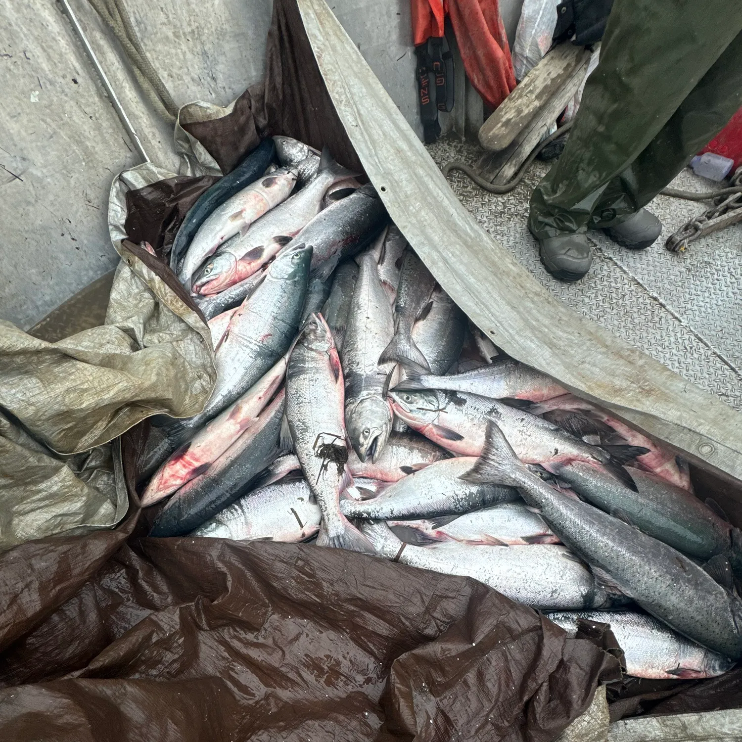 The most recent Sockeye salmon catches on Fishbrain
