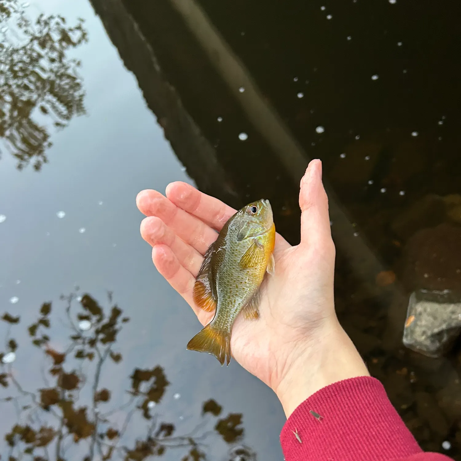 Redbreast sunfish caught on Fishbrain