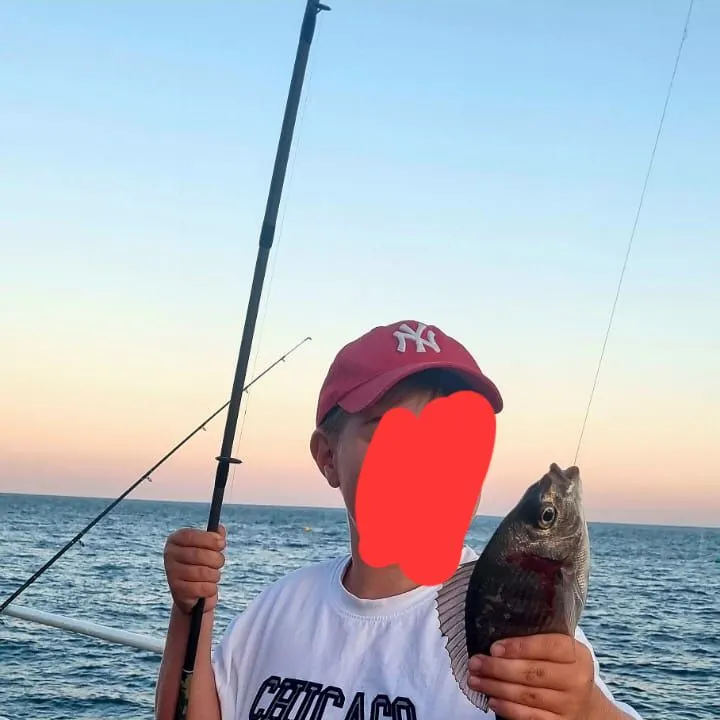 The most recent Black seabream catches on Fishbrain