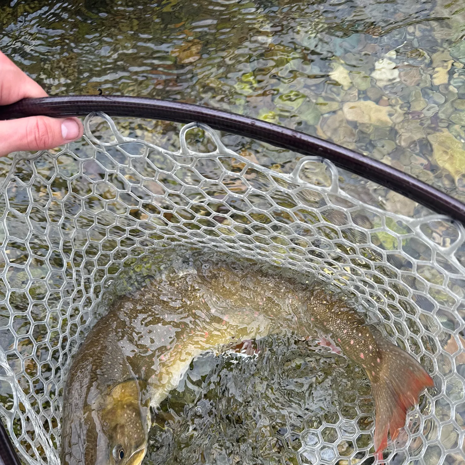 Bull trout caught on Fishbrain
