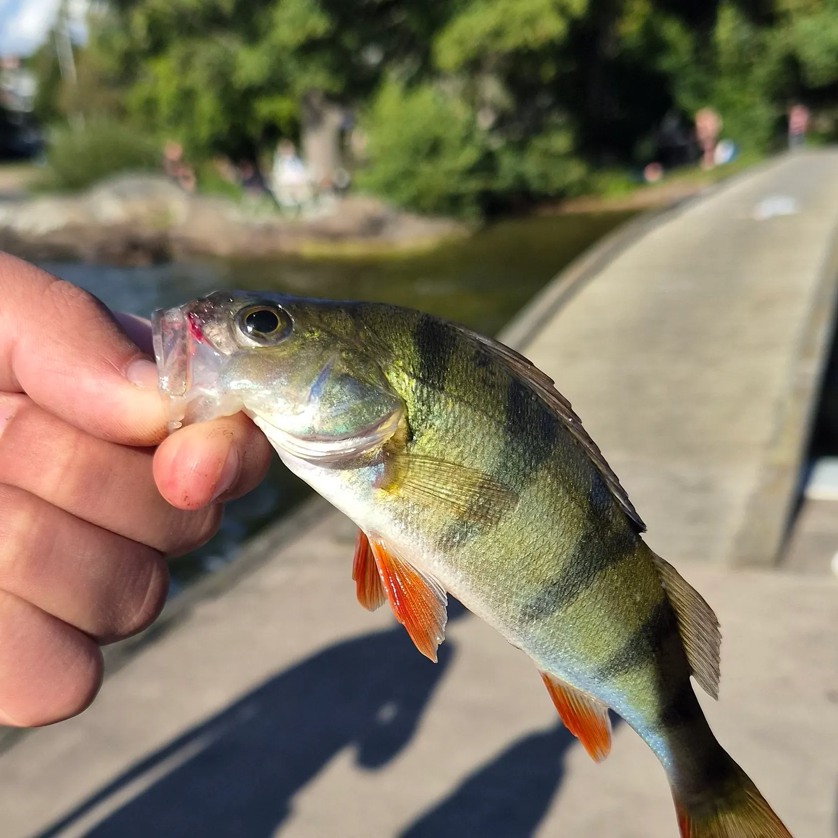 European perch caught on Fishbrain