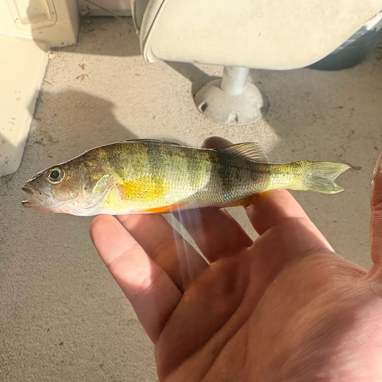 Yellow perch caught on Fishbrain