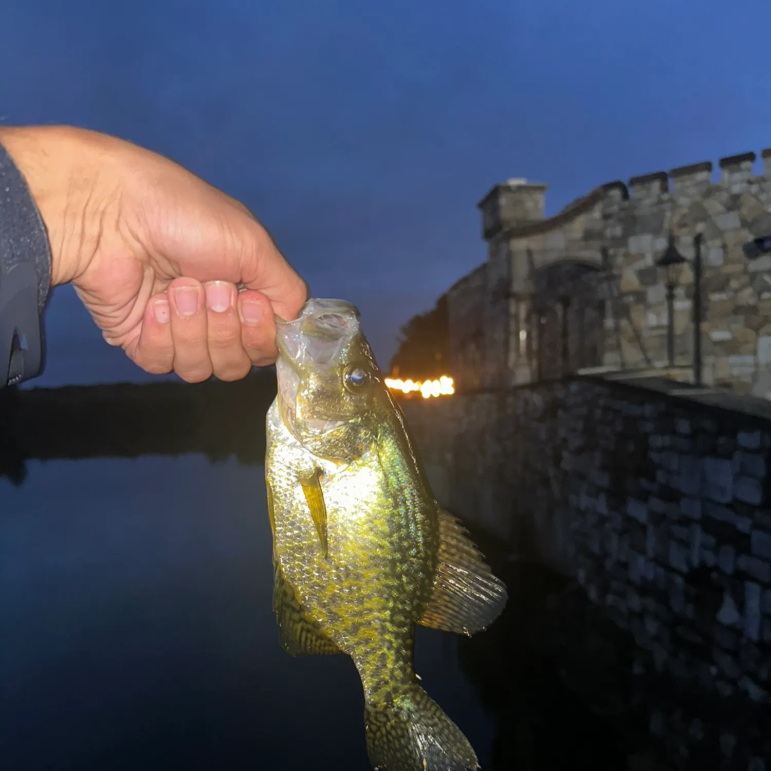 Black crappie caught on Fishbrain