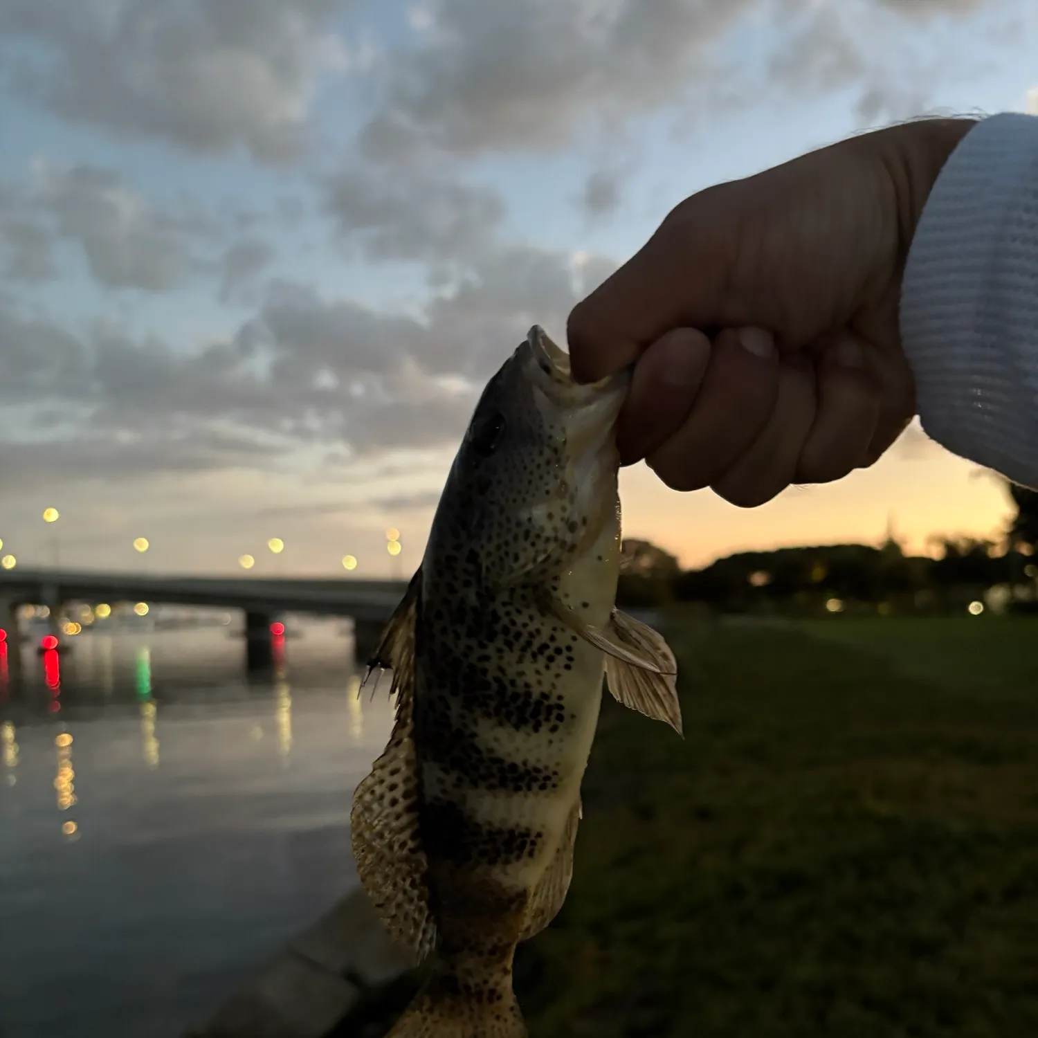 Spotted sand bass caught on Fishbrain