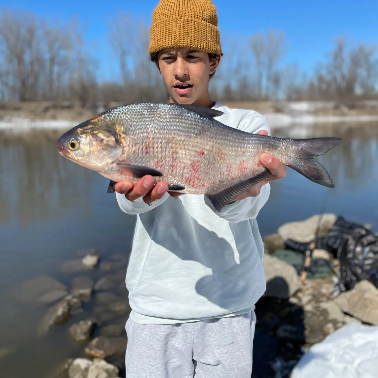 The most popular recent American gizzard shad catch on Fishbrain