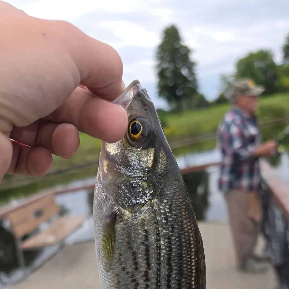 Striped bass caught on Fishbrain