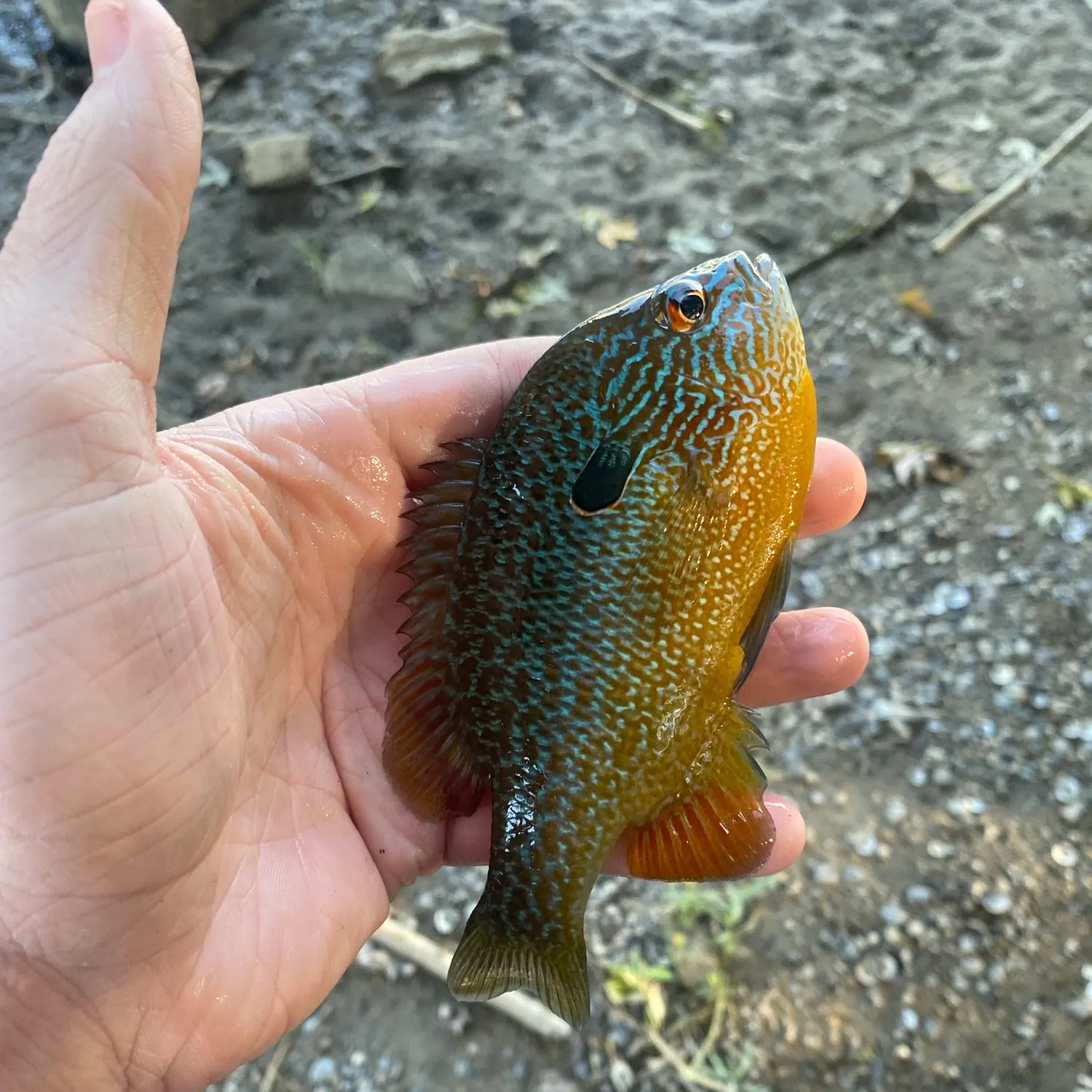 Longear sunfish caught on Fishbrain