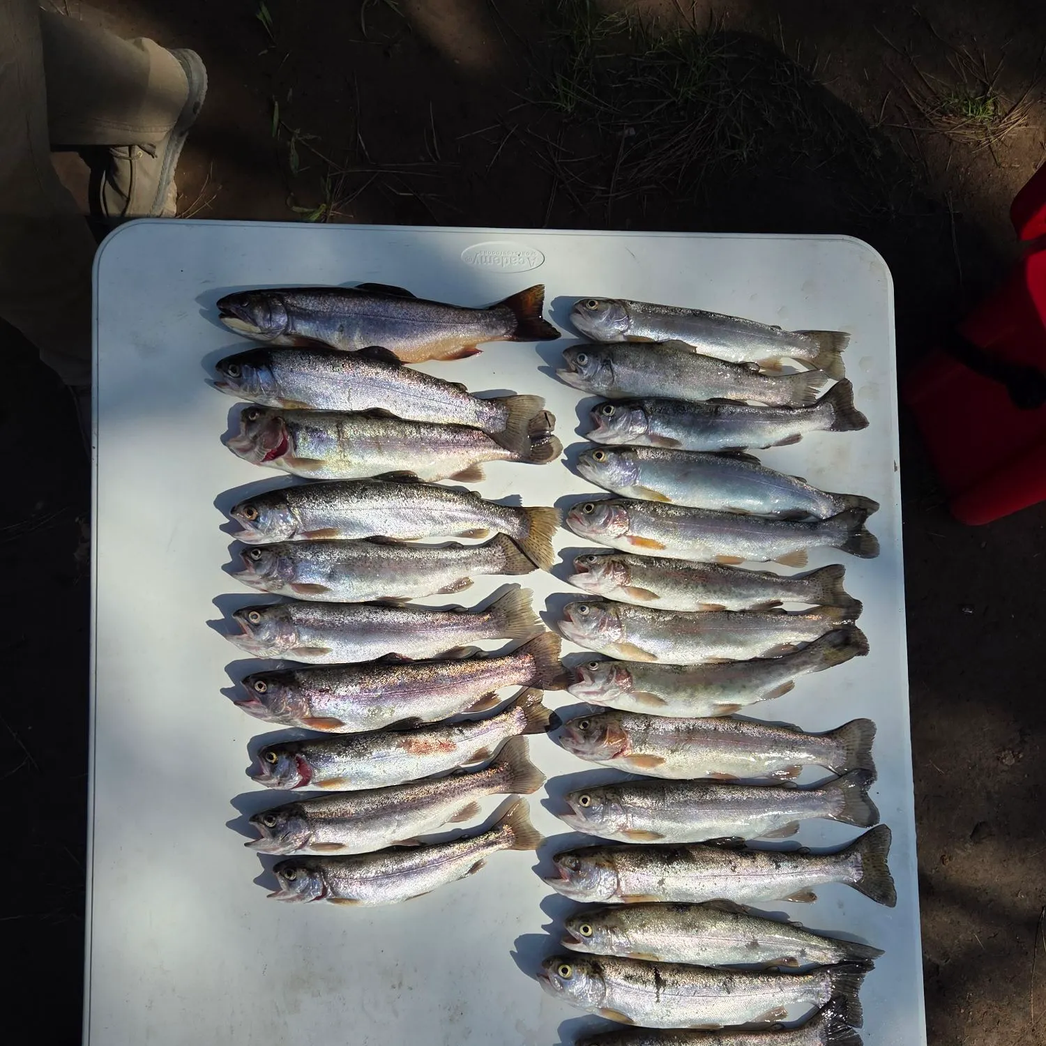 Rainbow trout caught on Fishbrain