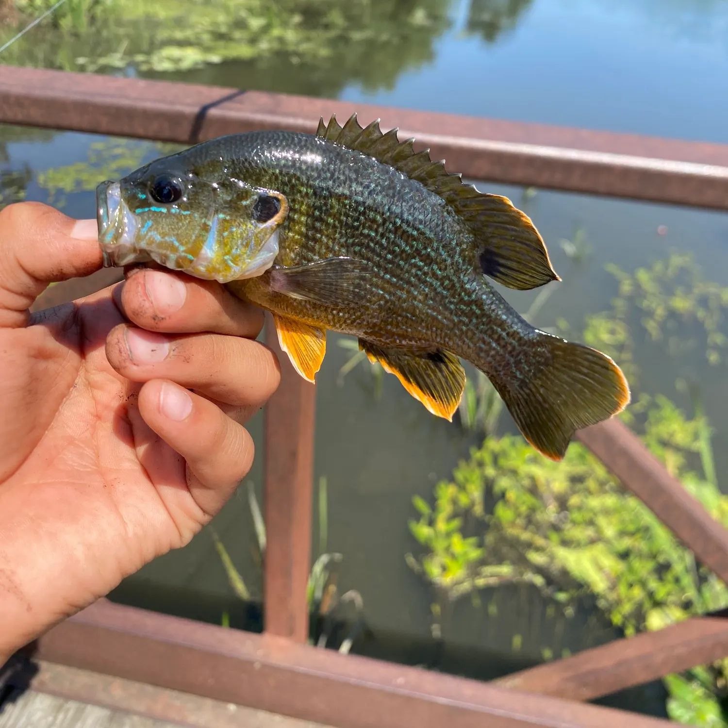 catch