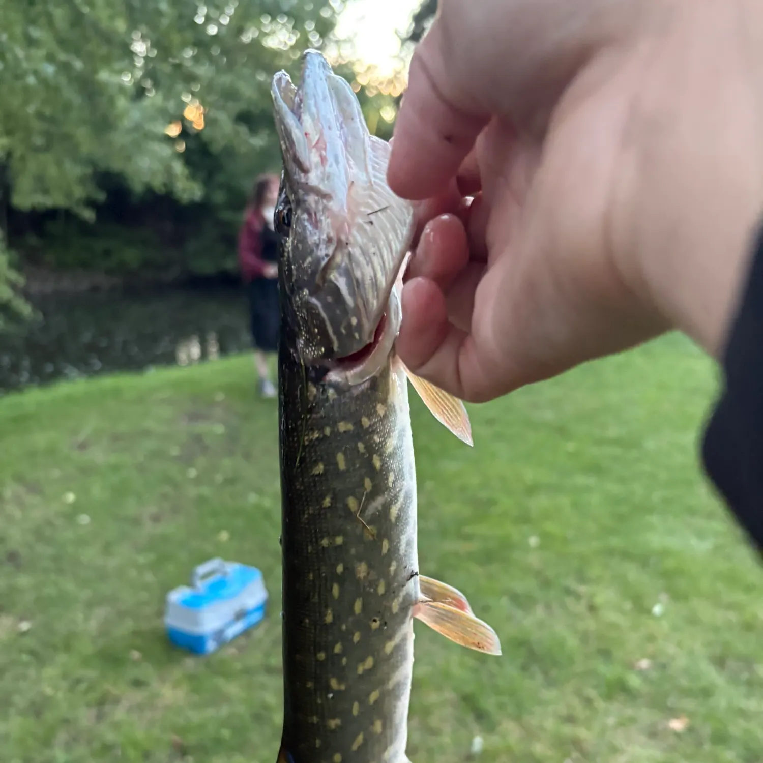 Northern pike caught on Fishbrain