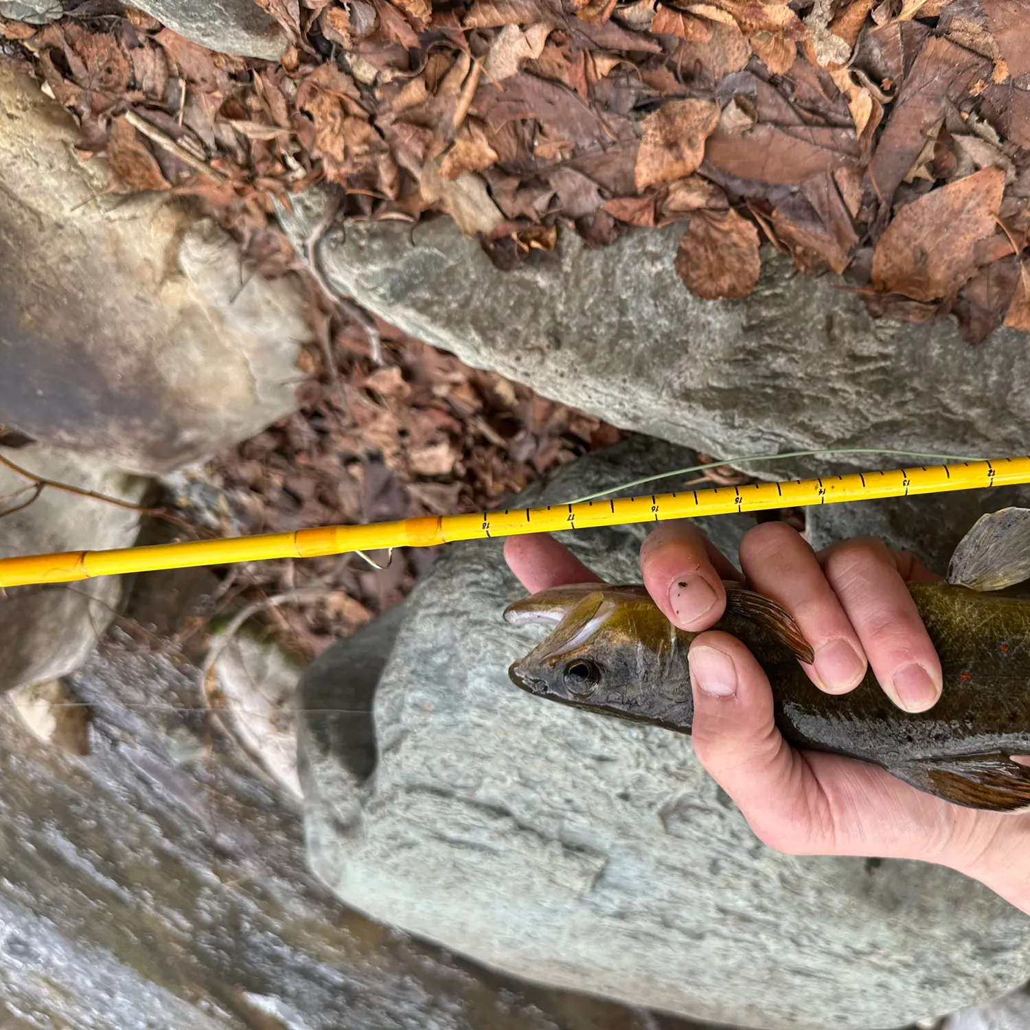 The most recent Brown trout catches on Fishbrain