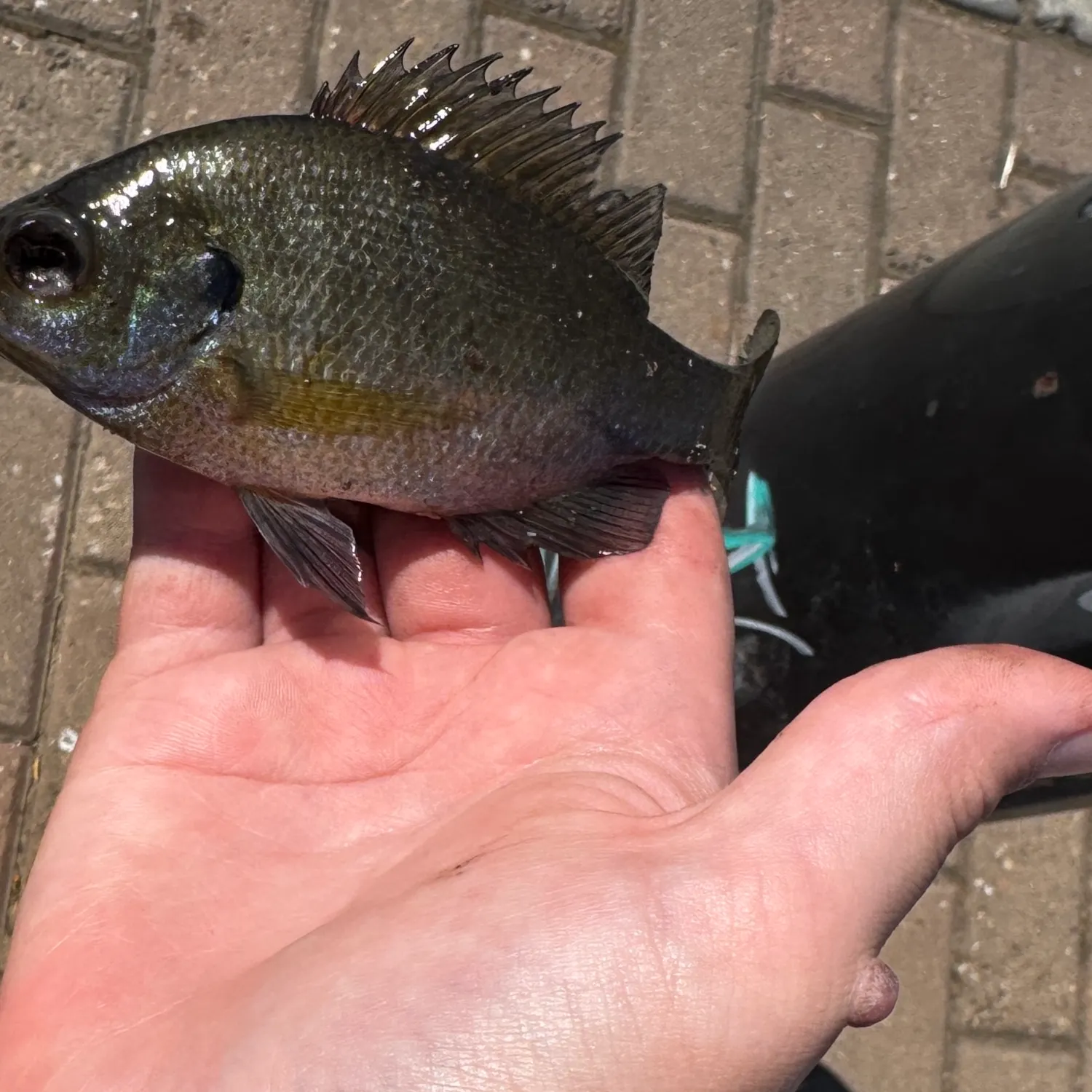 Bluegill caught on Fishbrain