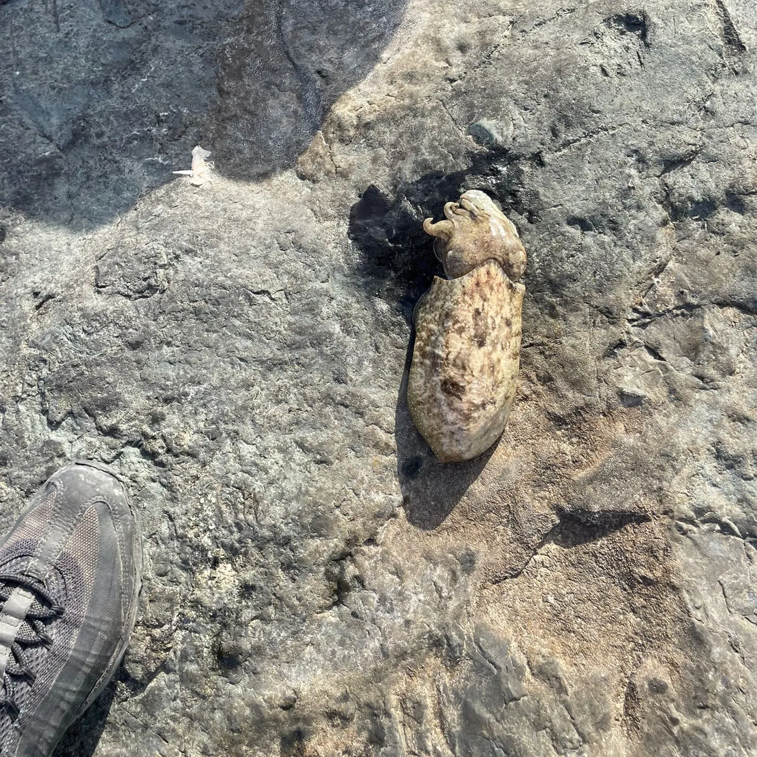 Common cuttlefish caught on Fishbrain
