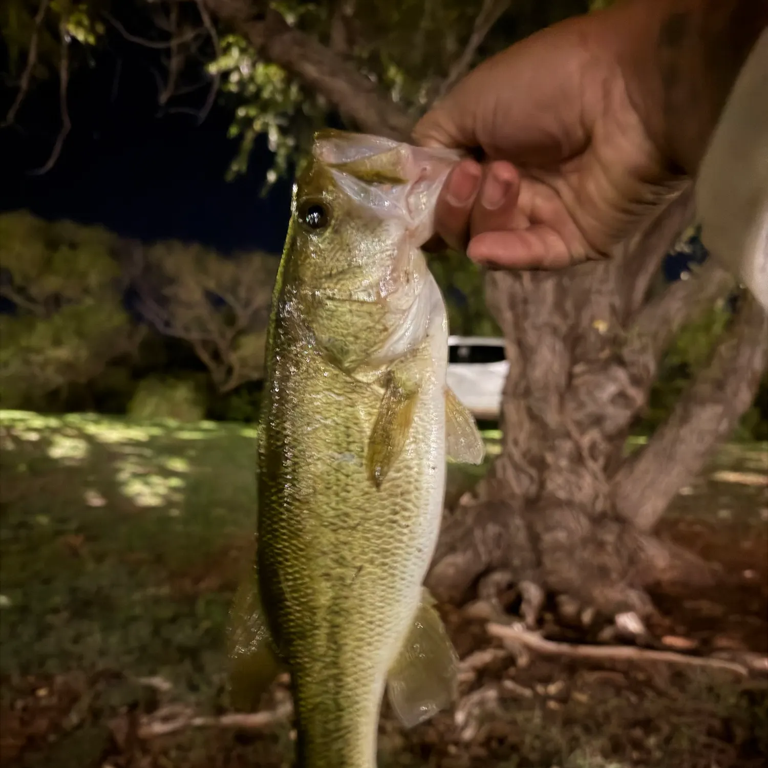 Spotted bass caught on Fishbrain