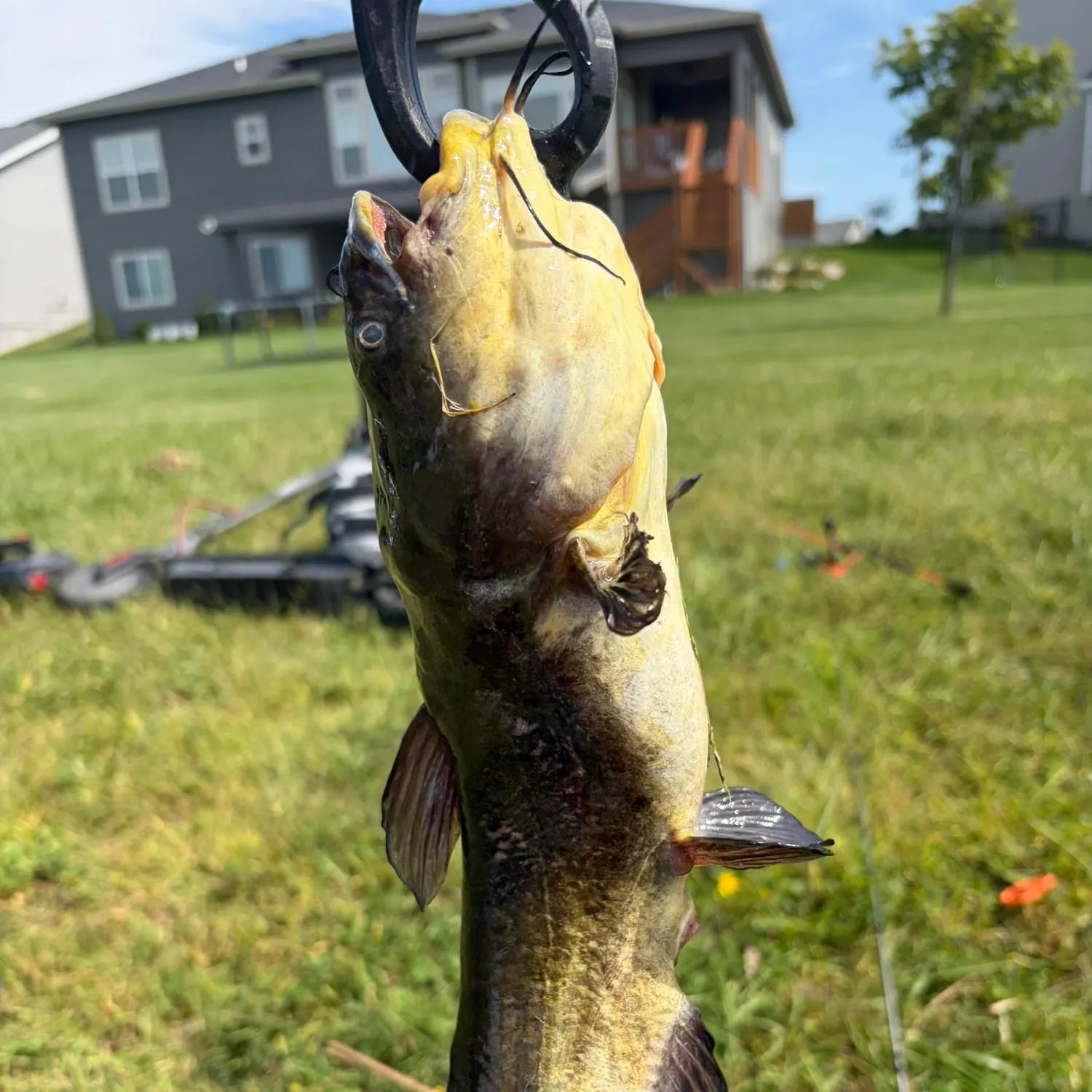 Black bullhead caught on Fishbrain