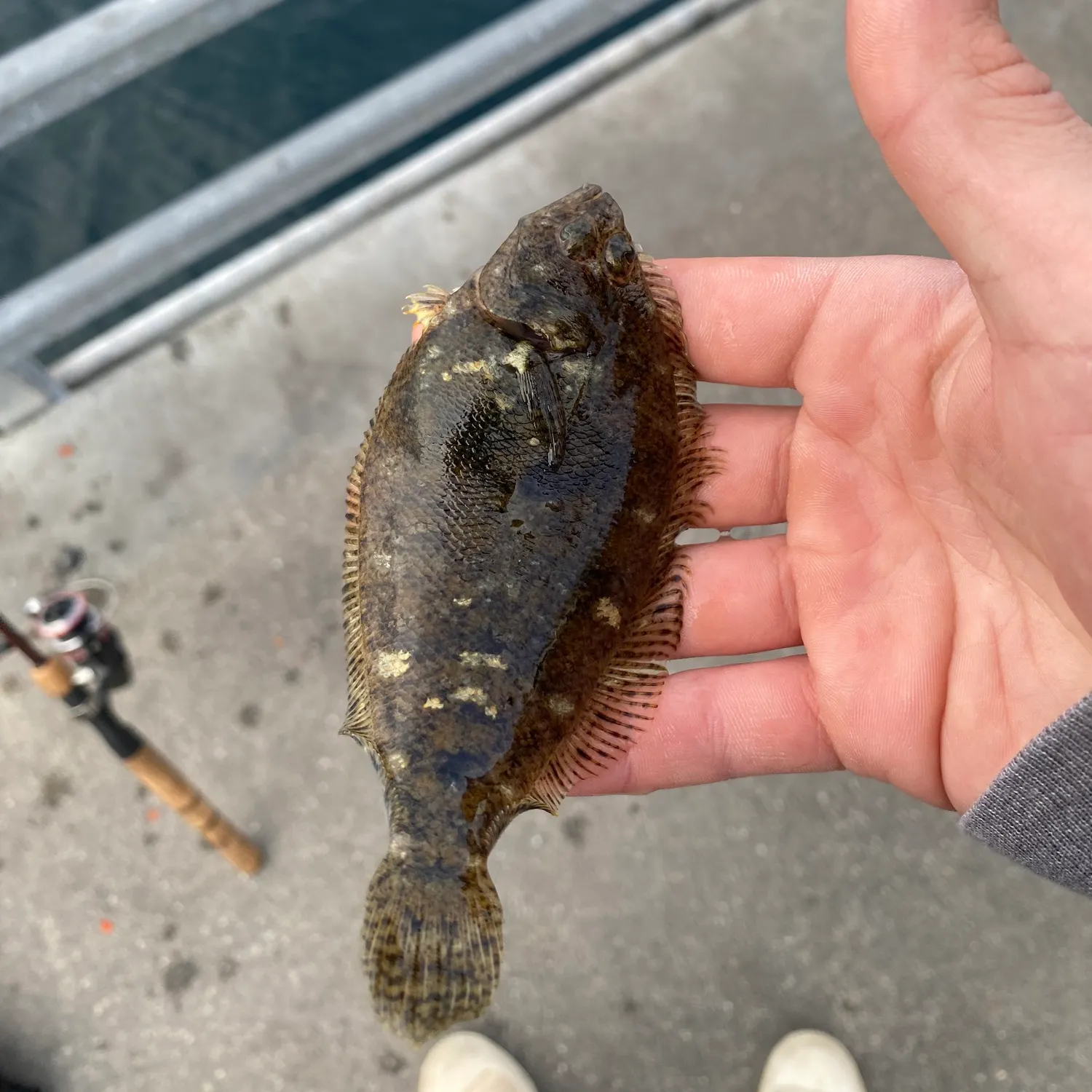 The most recent Northern rock sole catches on Fishbrain