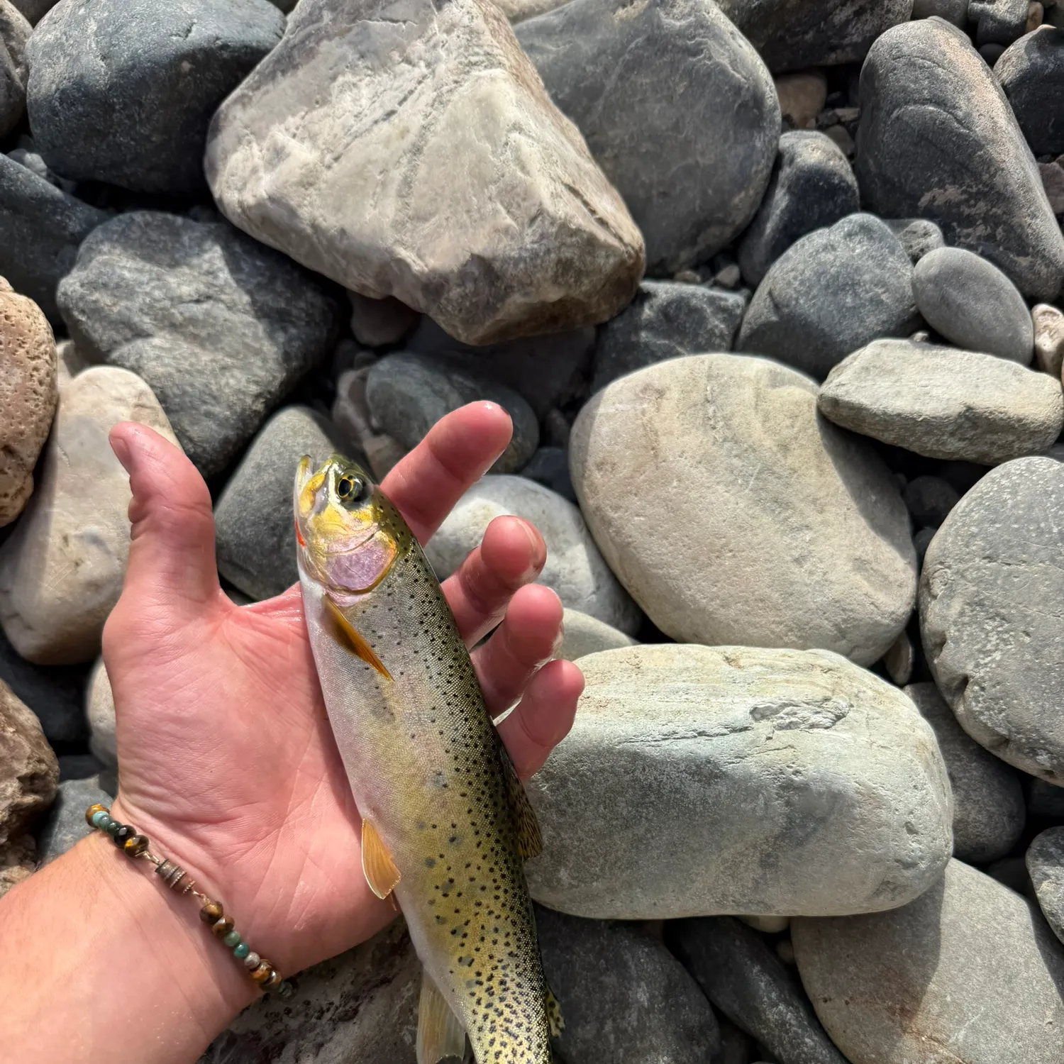 Westslope cutthroat trout caught on Fishbrain
