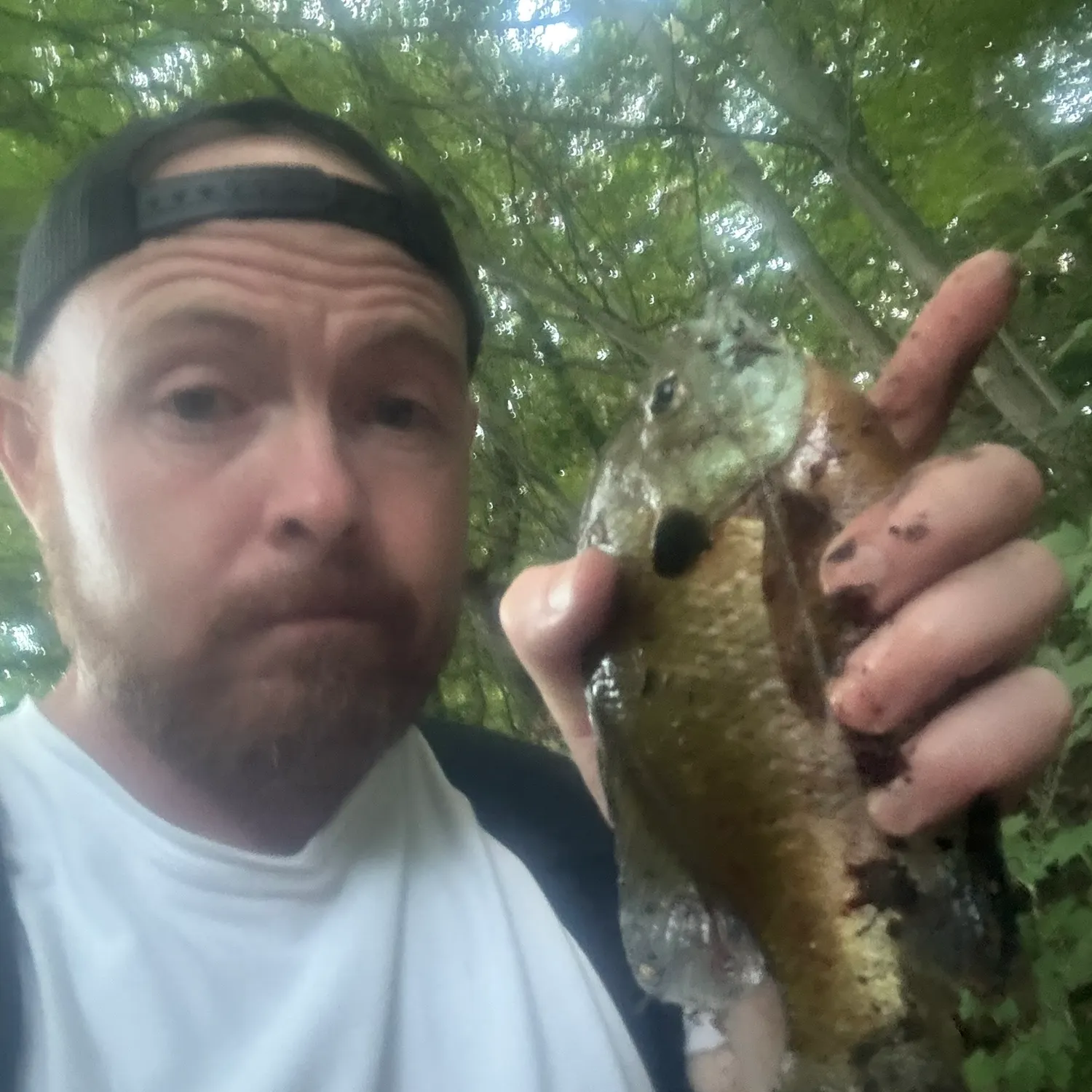Bluegill caught on Fishbrain
