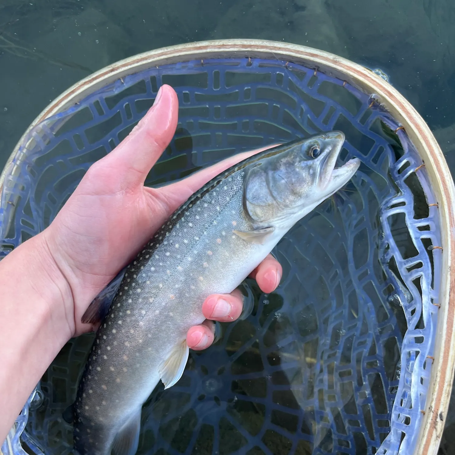 Bull trout caught on Fishbrain