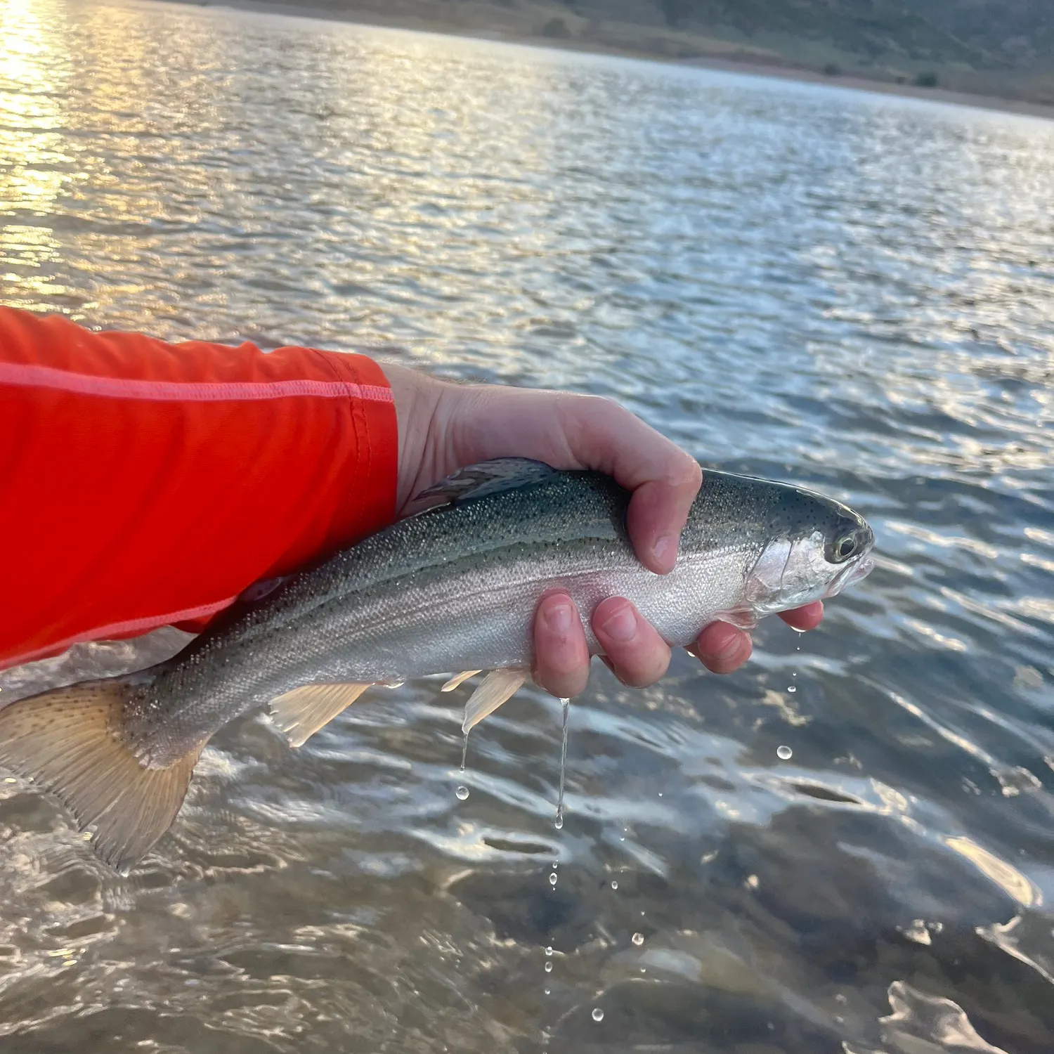 Rainbow trout caught on Fishbrain