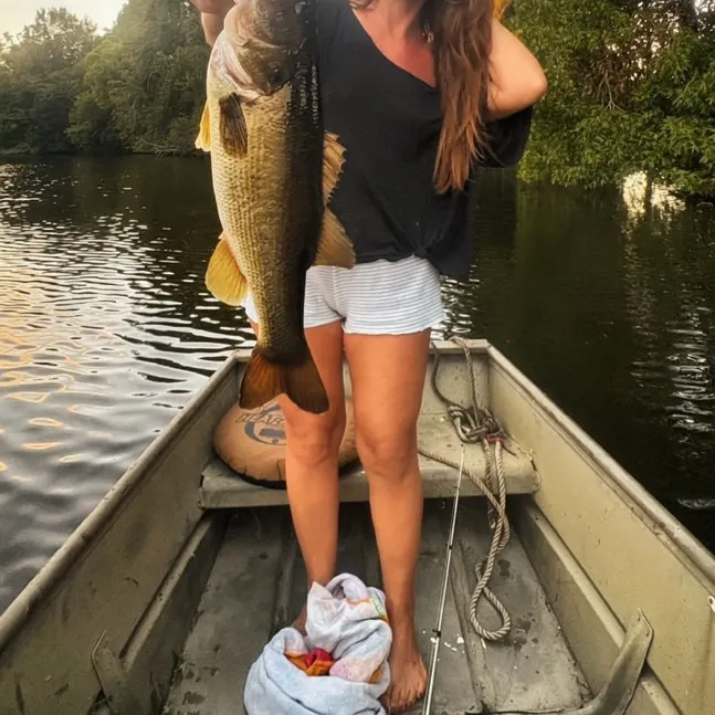 Largemouth bass caught on Fishbrain