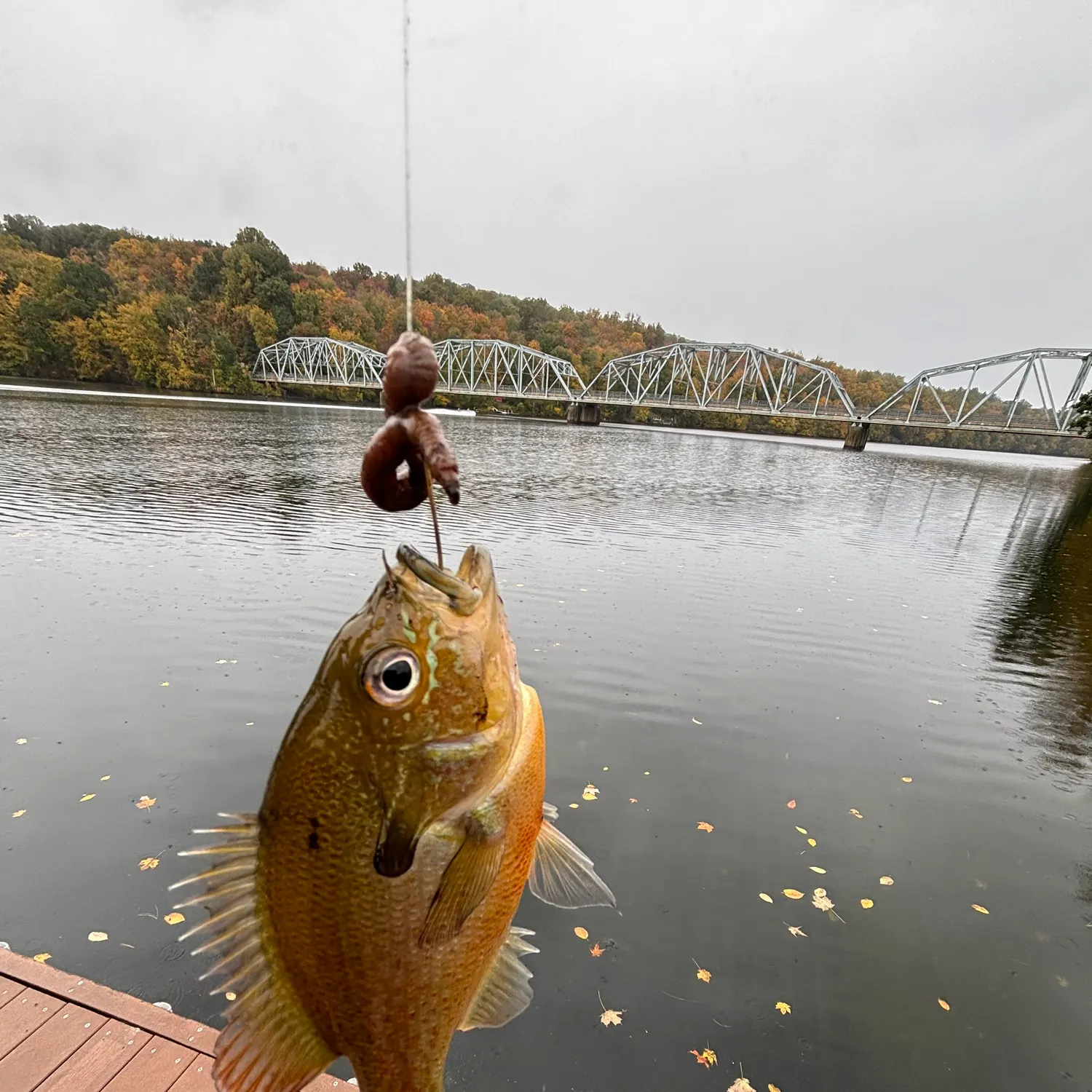 Green sunfish caught on Fishbrain