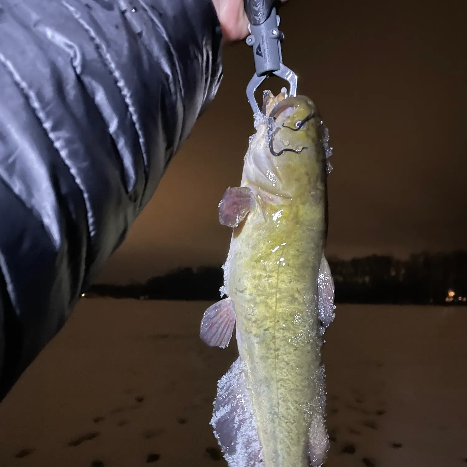 The most recent Brown bullhead catches on Fishbrain