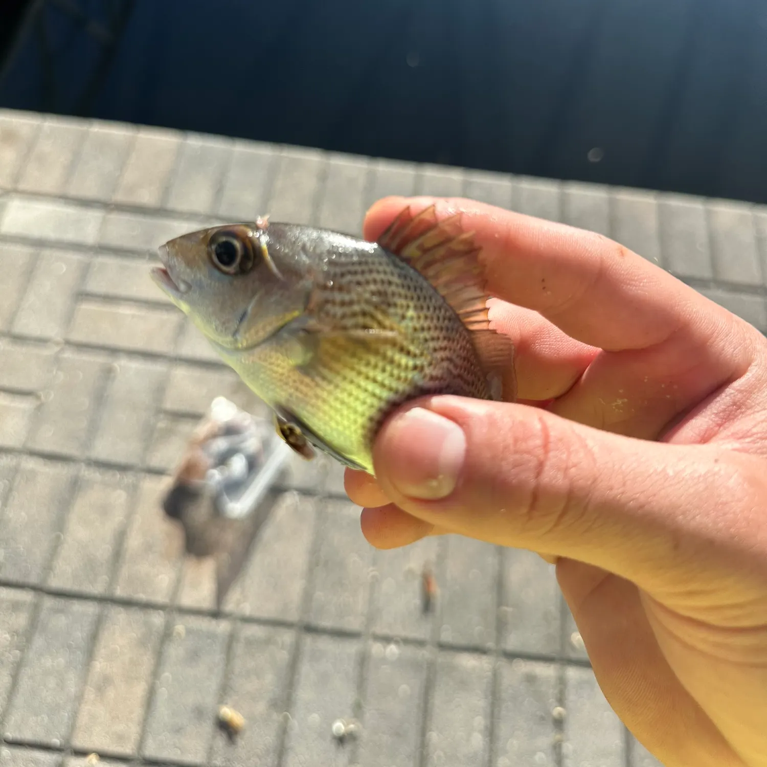 The most recent Goldlined seabream catches on Fishbrain