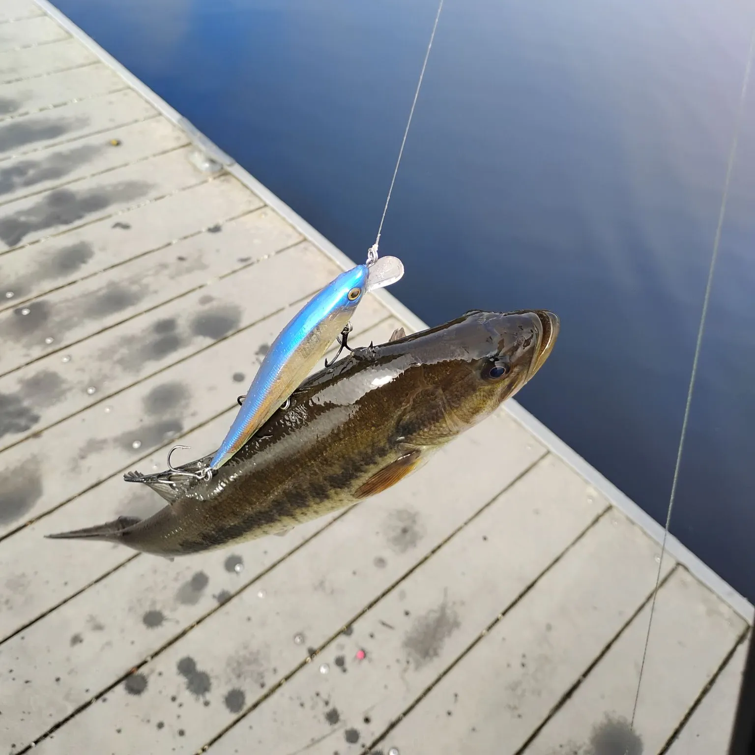 Largemouth bass caught on Fishbrain