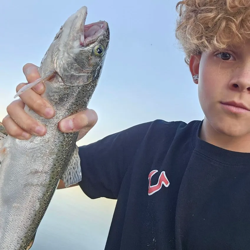 Rainbow trout caught on Fishbrain