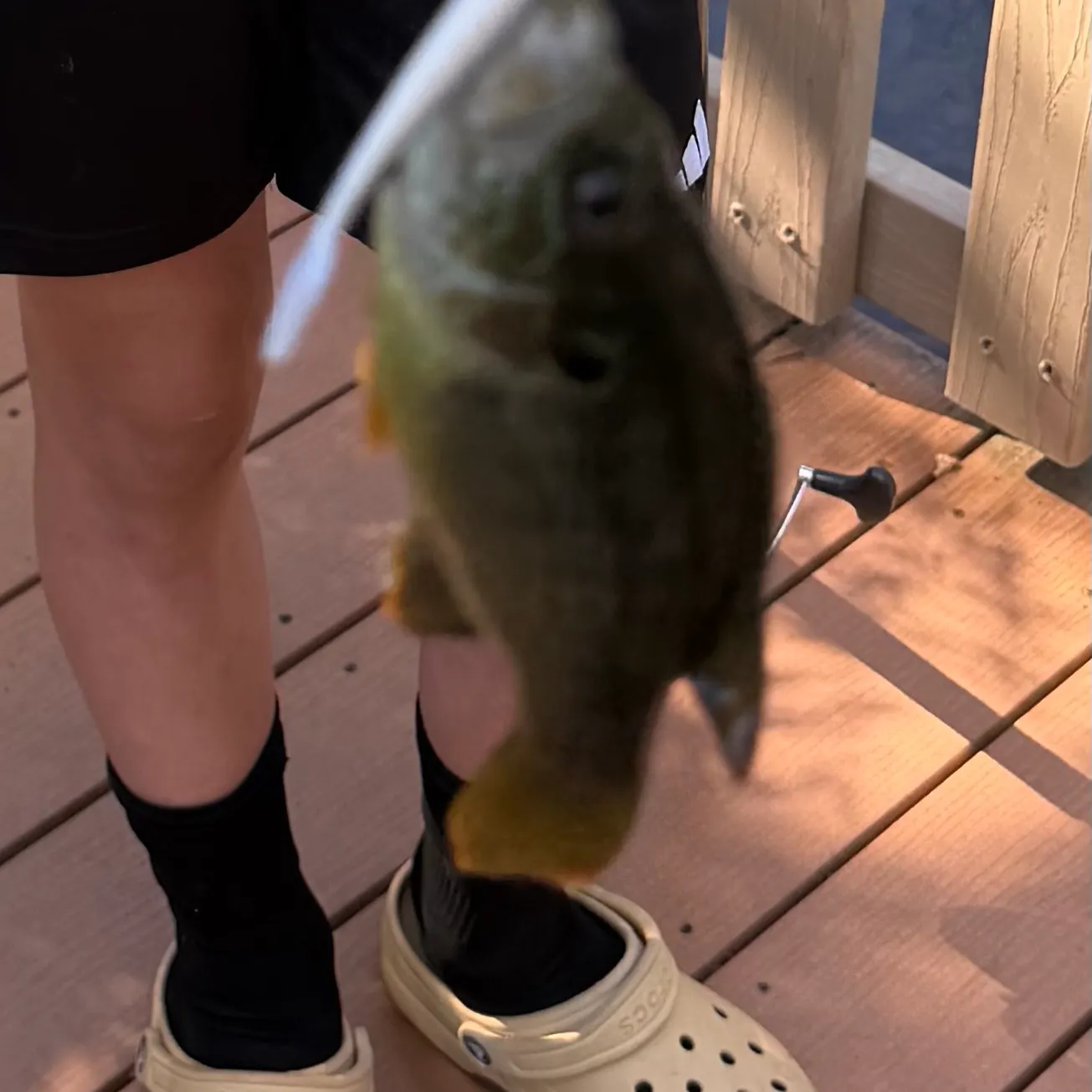 Green sunfish caught on Fishbrain