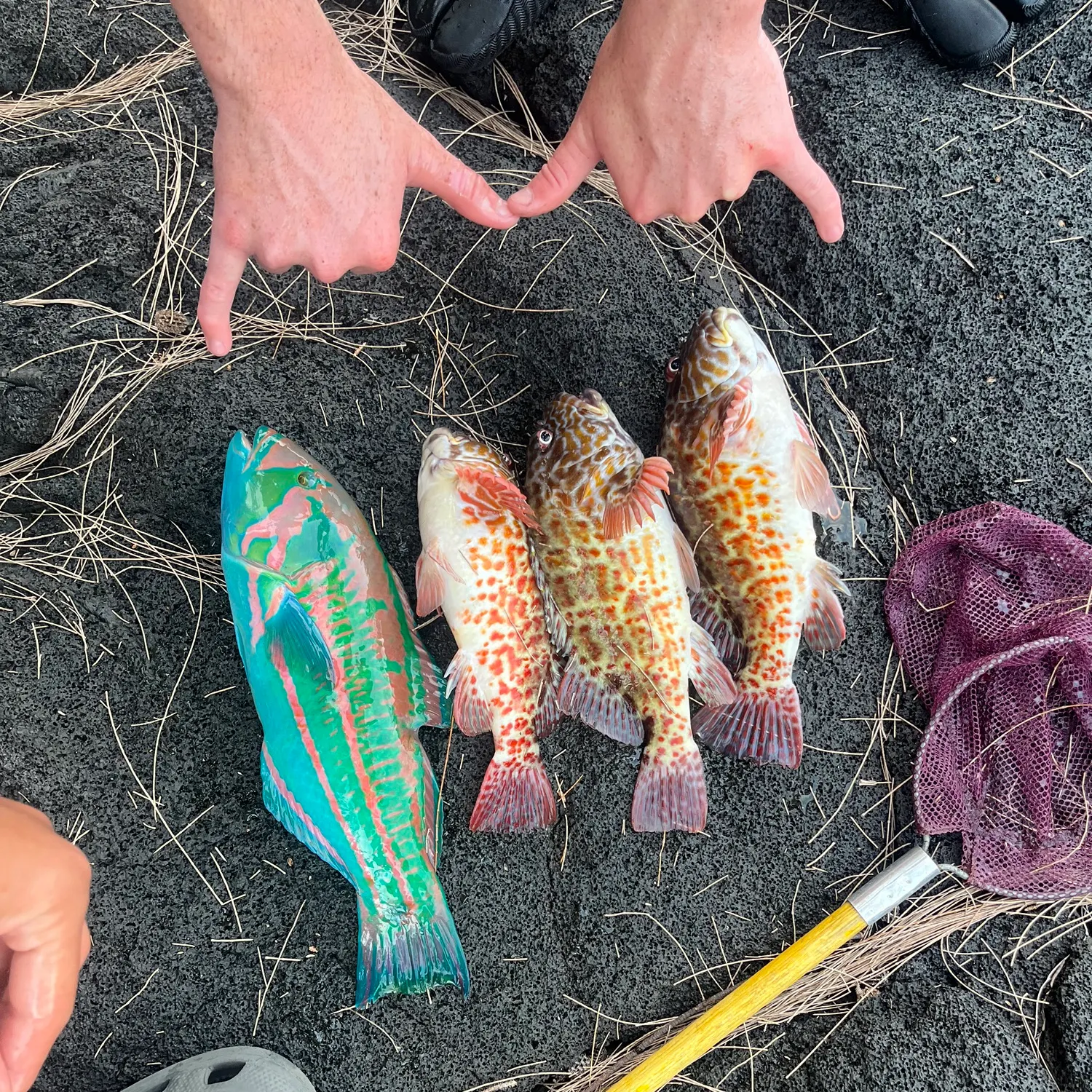 recently logged catches