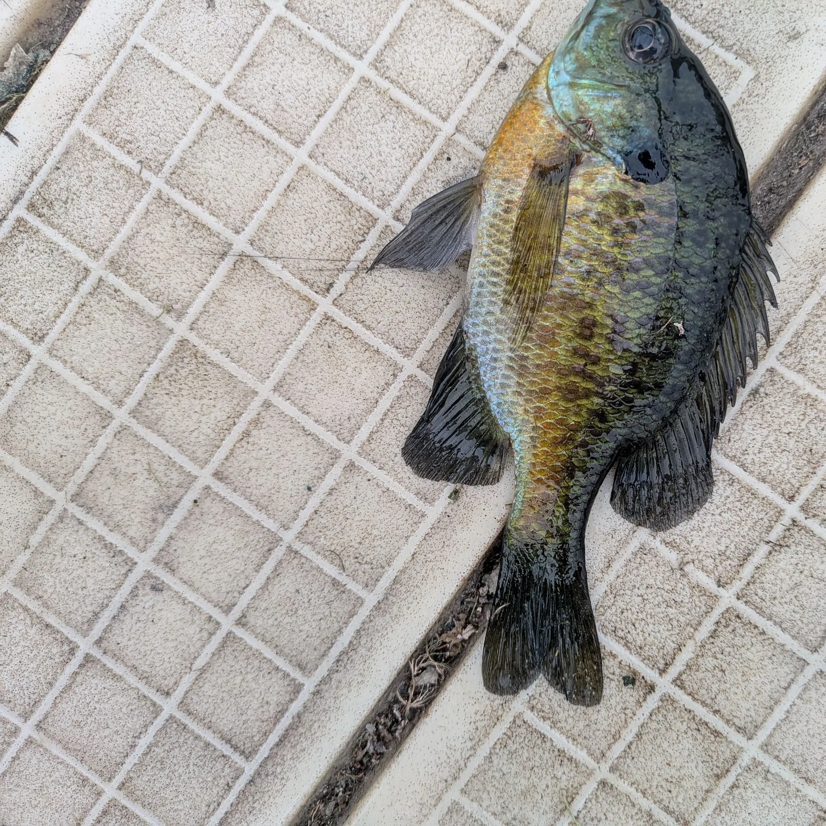 Bluegill caught on Fishbrain