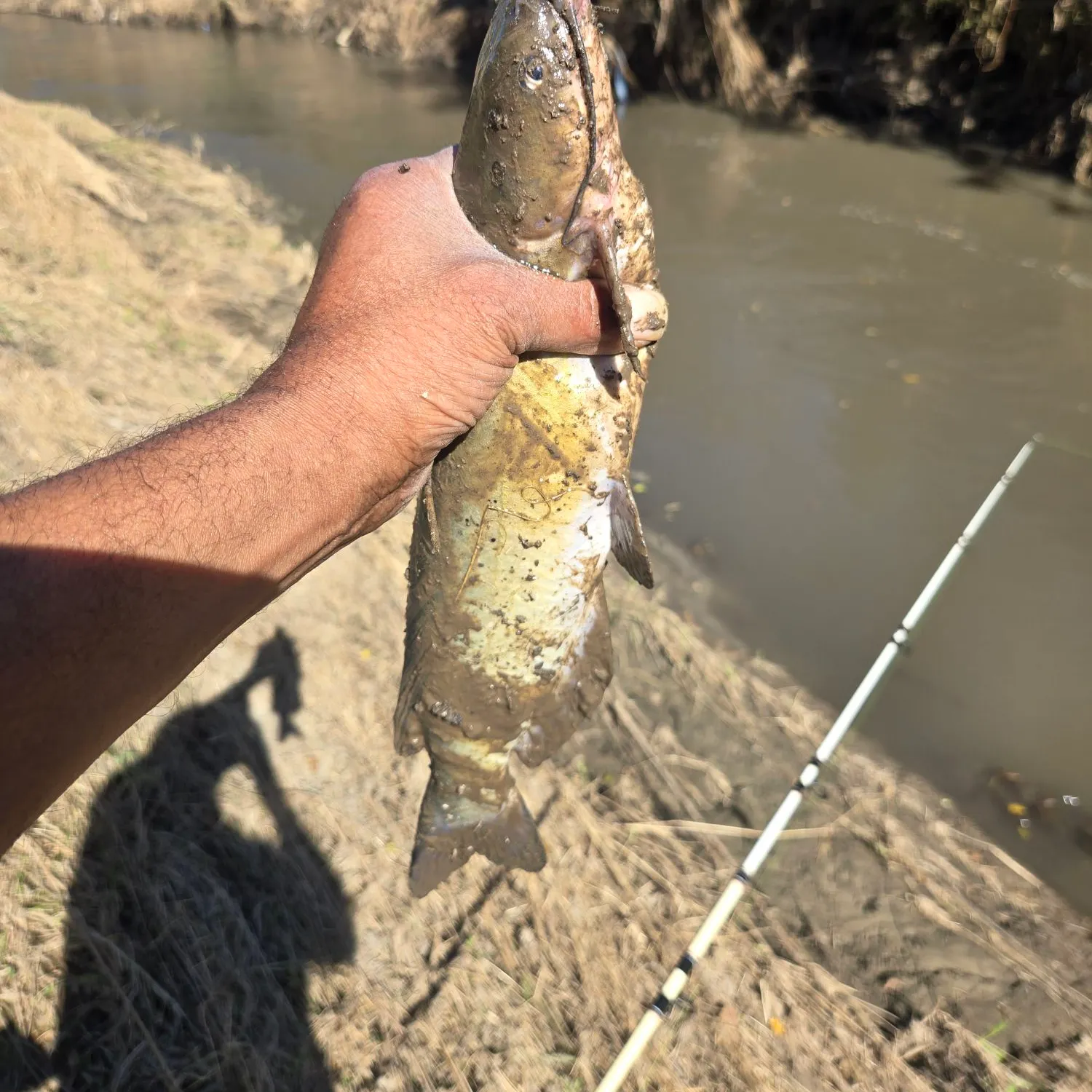 Channel catfish caught on Fishbrain