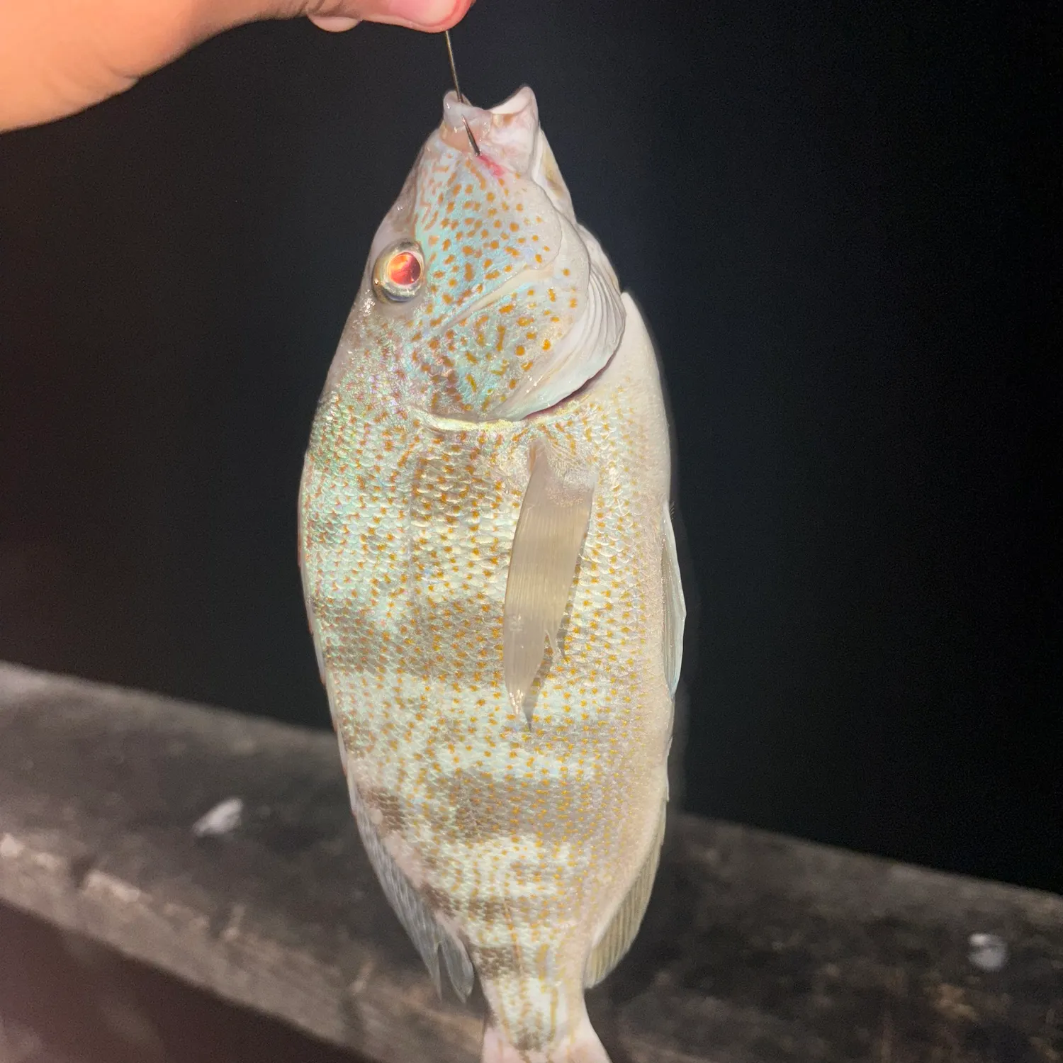 The most recent Pigfish catches on Fishbrain