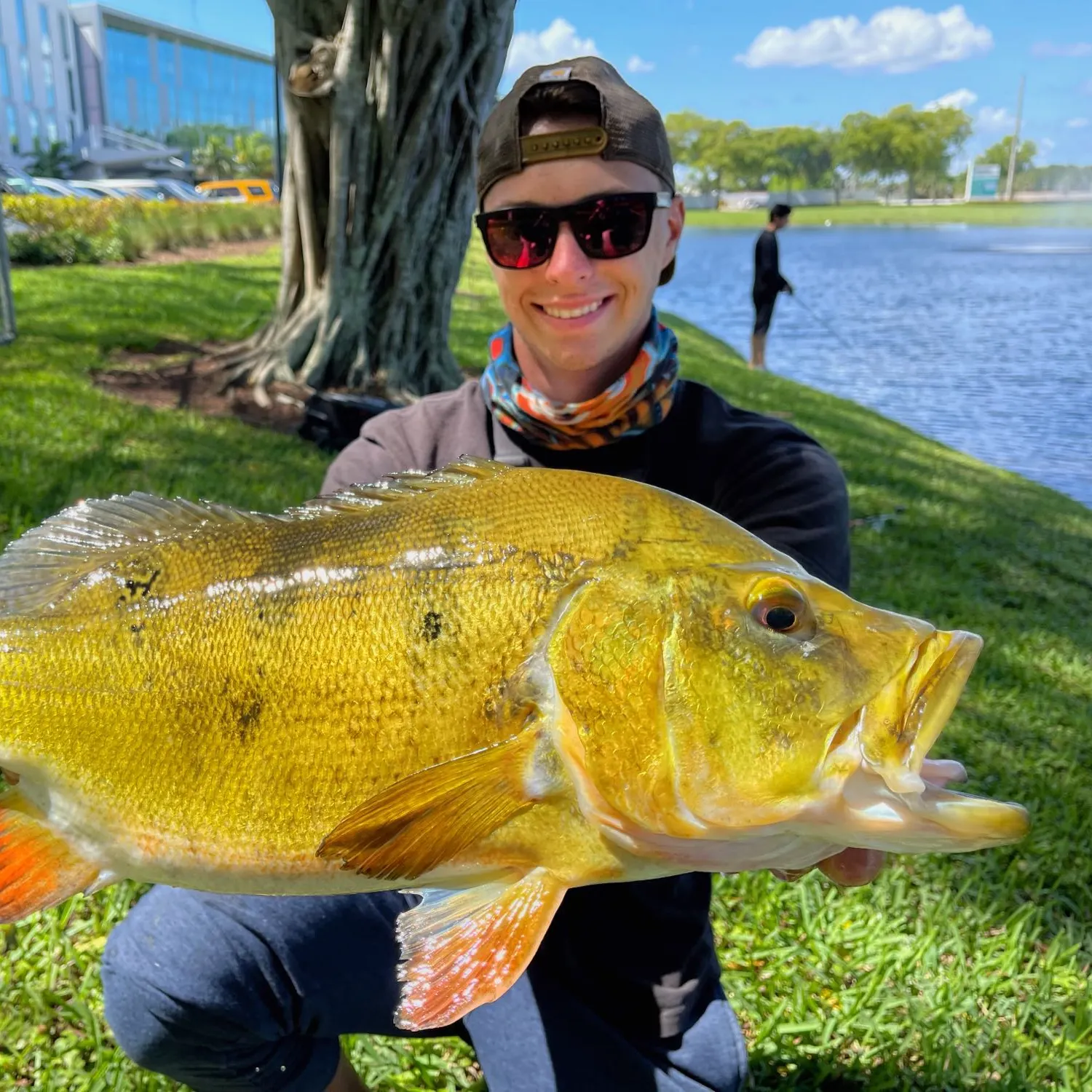 The most popular recent Butterfly peacock bass catch on Fishbrain